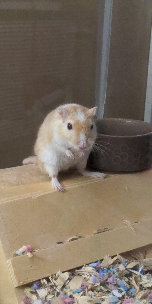 640x1280 Grandpa Butters. First photo was taken SIX years ago. I adopted him from a petstore because of his tail
