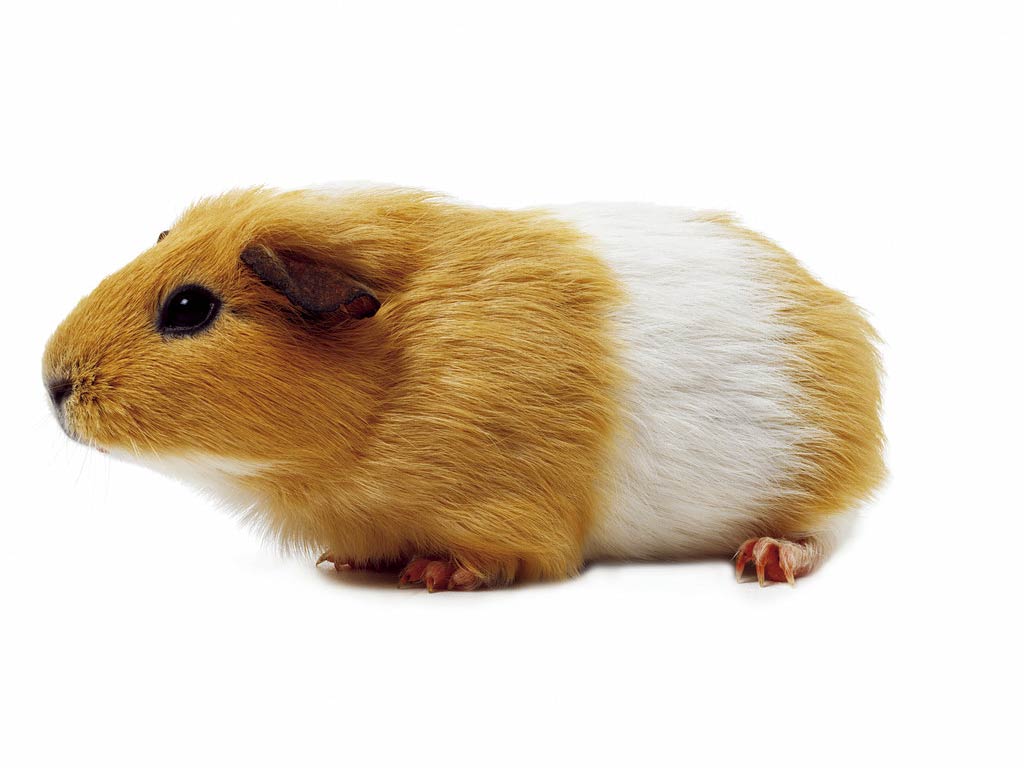 1024x768 Gerbil Wallpaper
