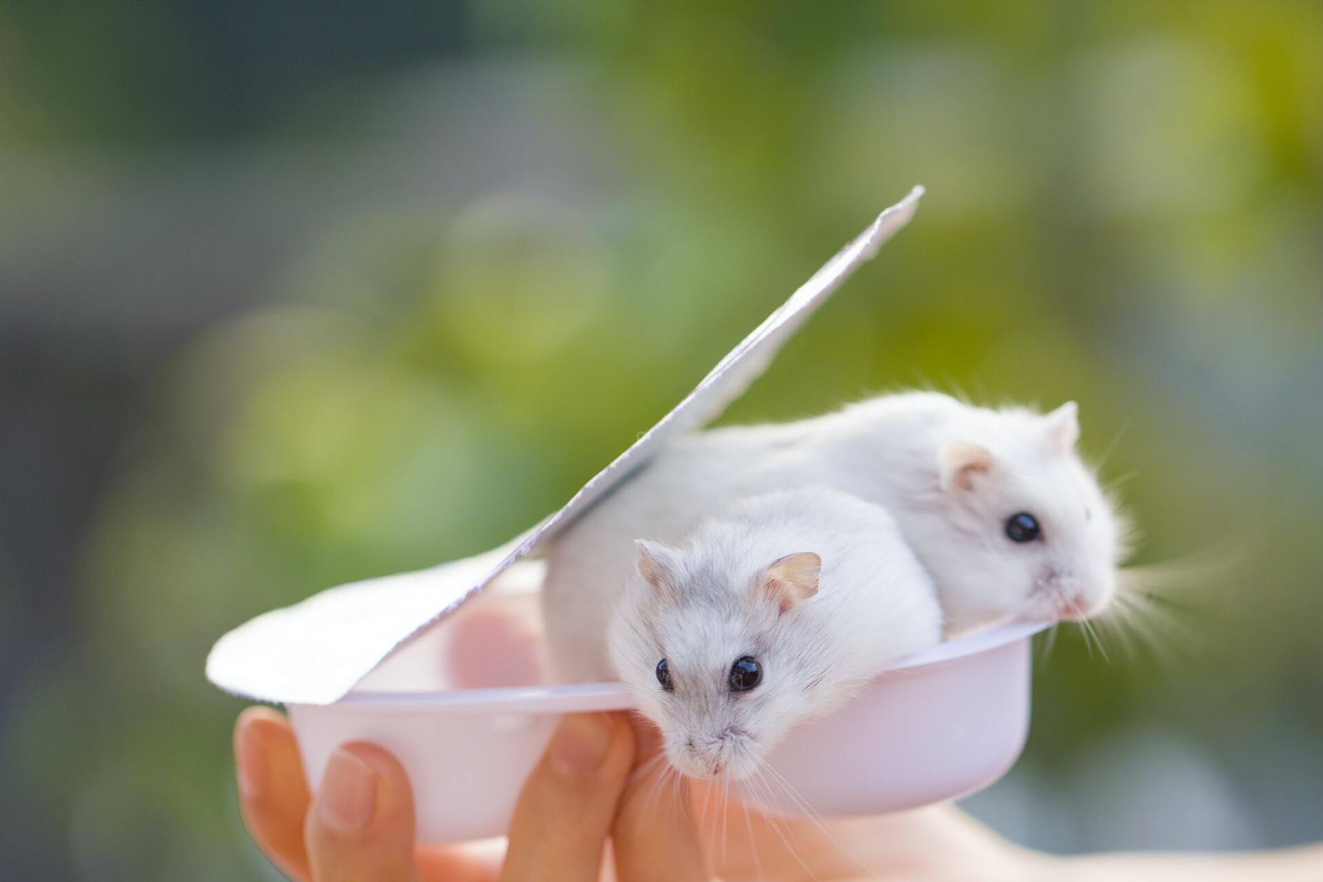 1920x1280 Choosing a Healthy Gerbil. Dogwood Animal Hospital