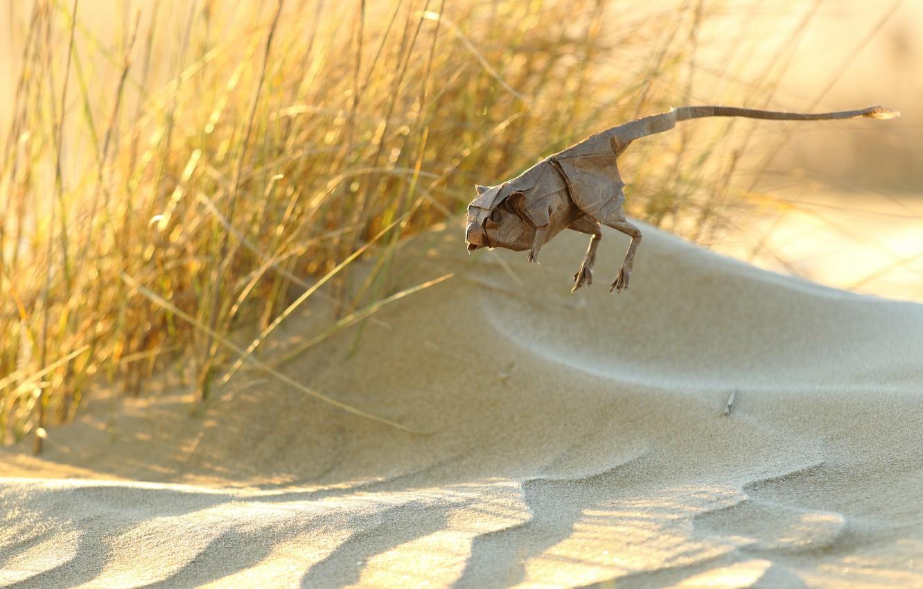 Gerbil Wallpapers - Top Free Gerbil Backgrounds - WallpaperAccess