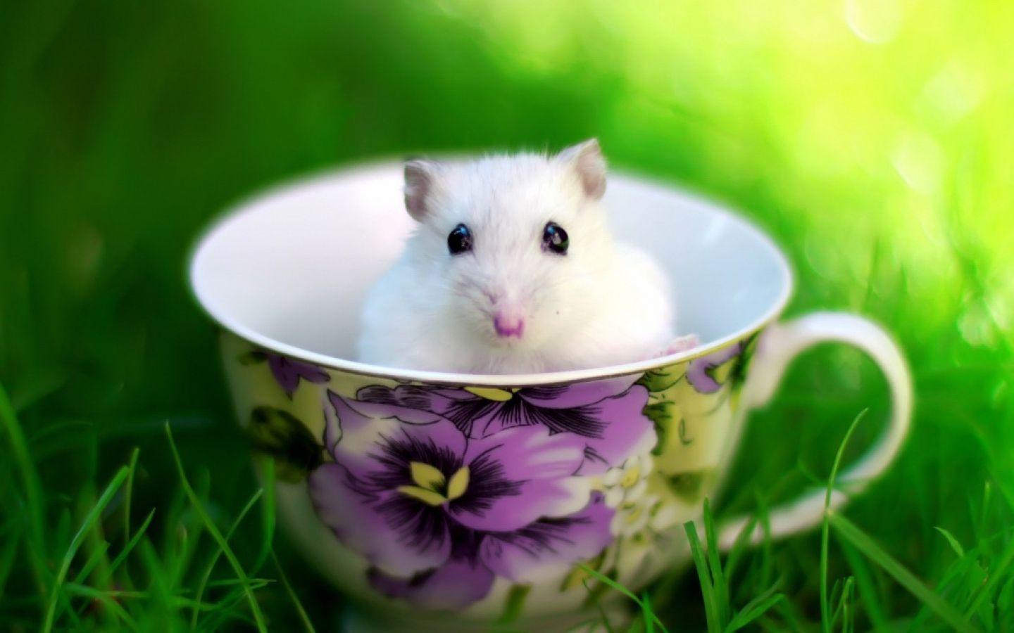 1440x900 Animals Wallpaper: Mouse in a cup. Cute hamsters, Hamster, Hamster wallpaper