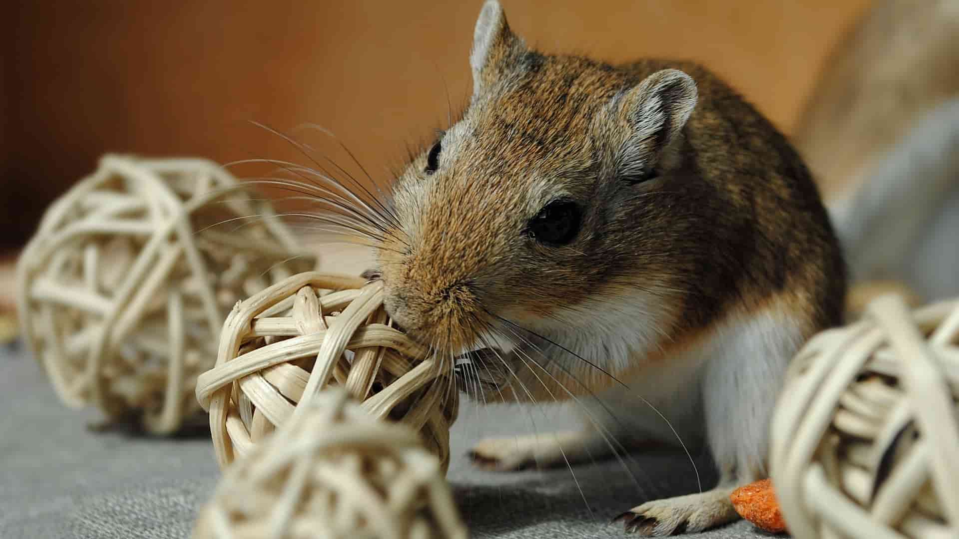 Gerbil Wallpapers - Top Free Gerbil Backgrounds - WallpaperAccess