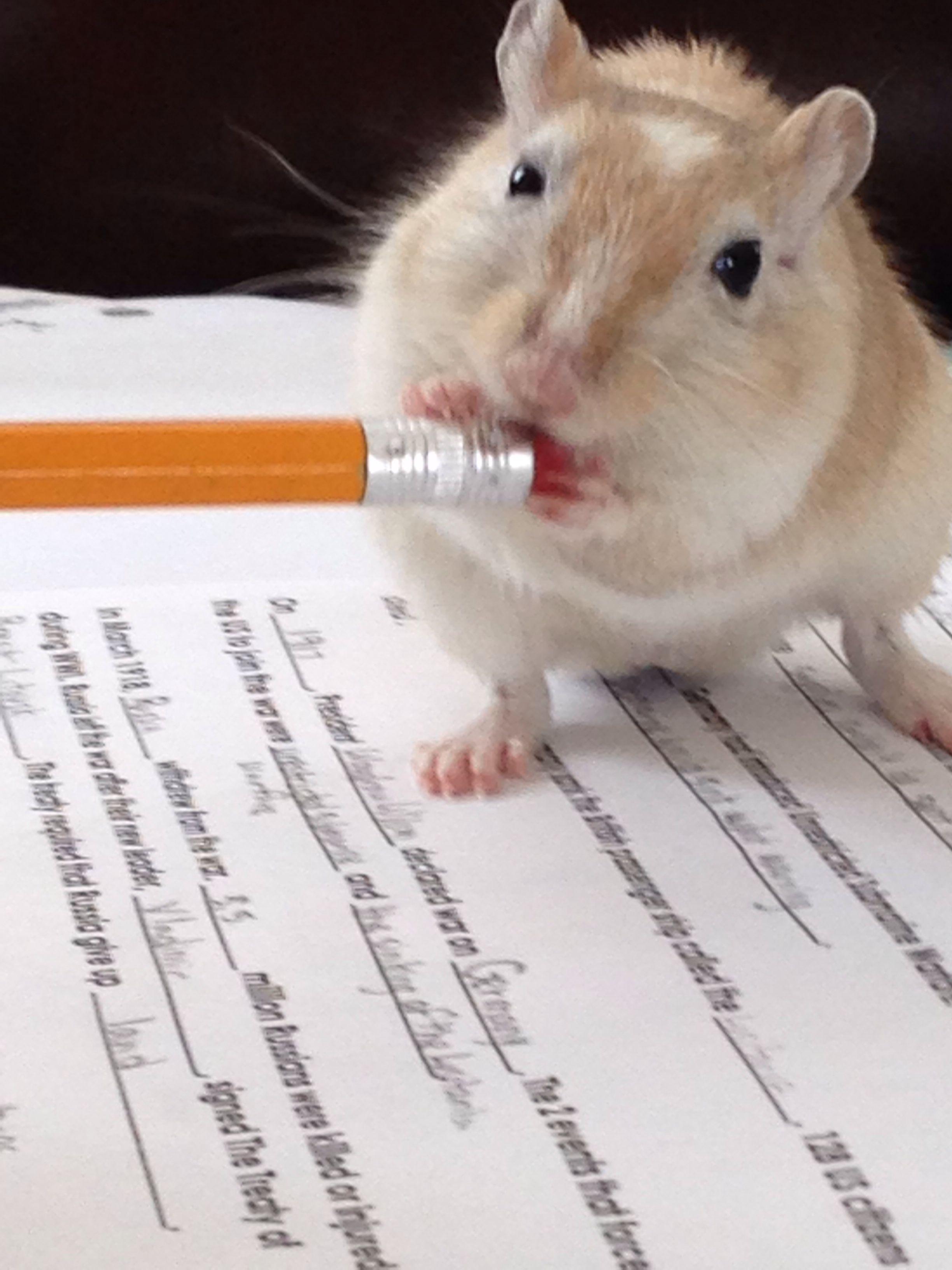 2448x3264 Gerbils will eat anything>>>>that doesn't always mean they should. Hamster, Rennmaus, Tiere
