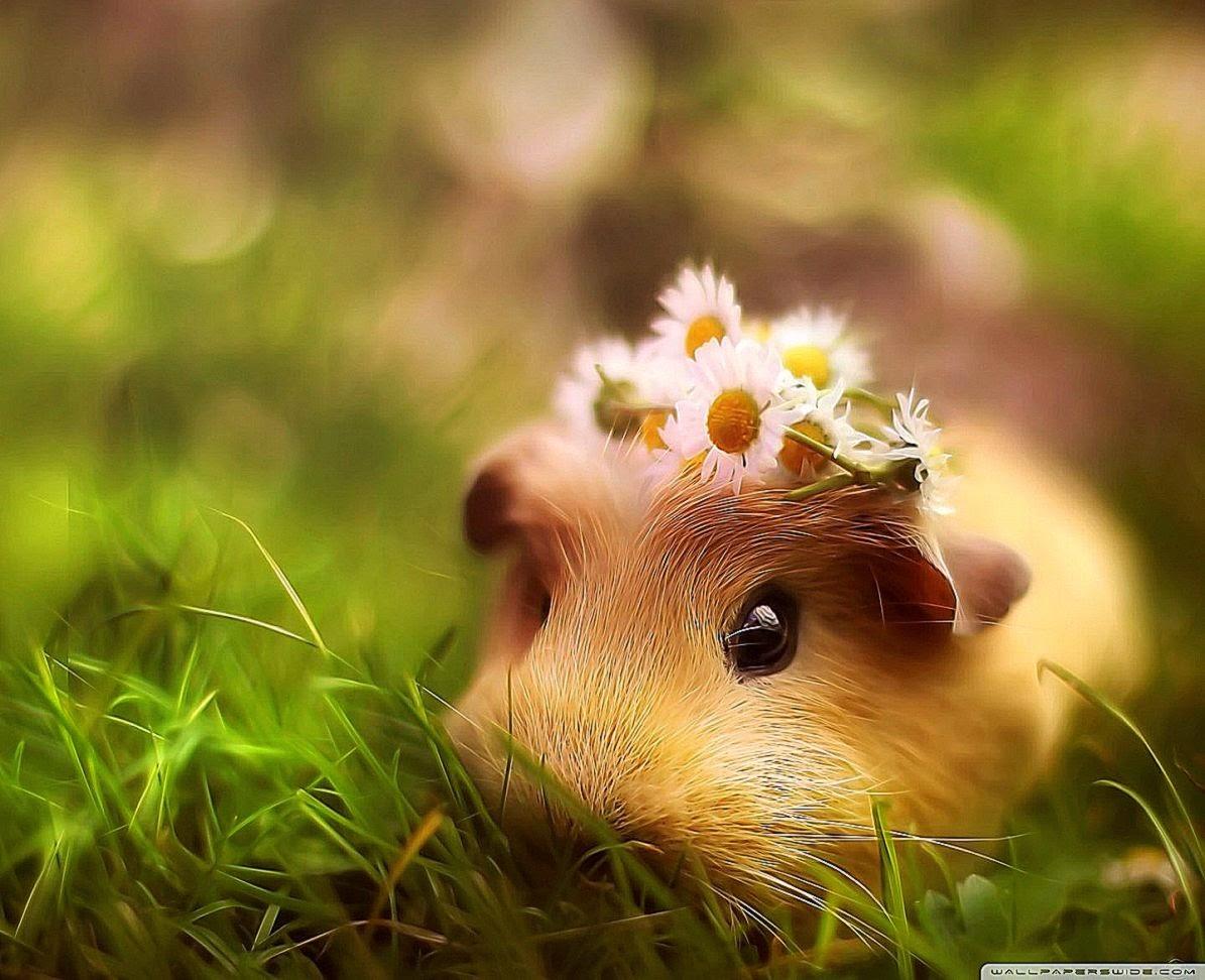 1195x972 adorable wallpaper, hamster, grass, mouse, gerbil, rodent