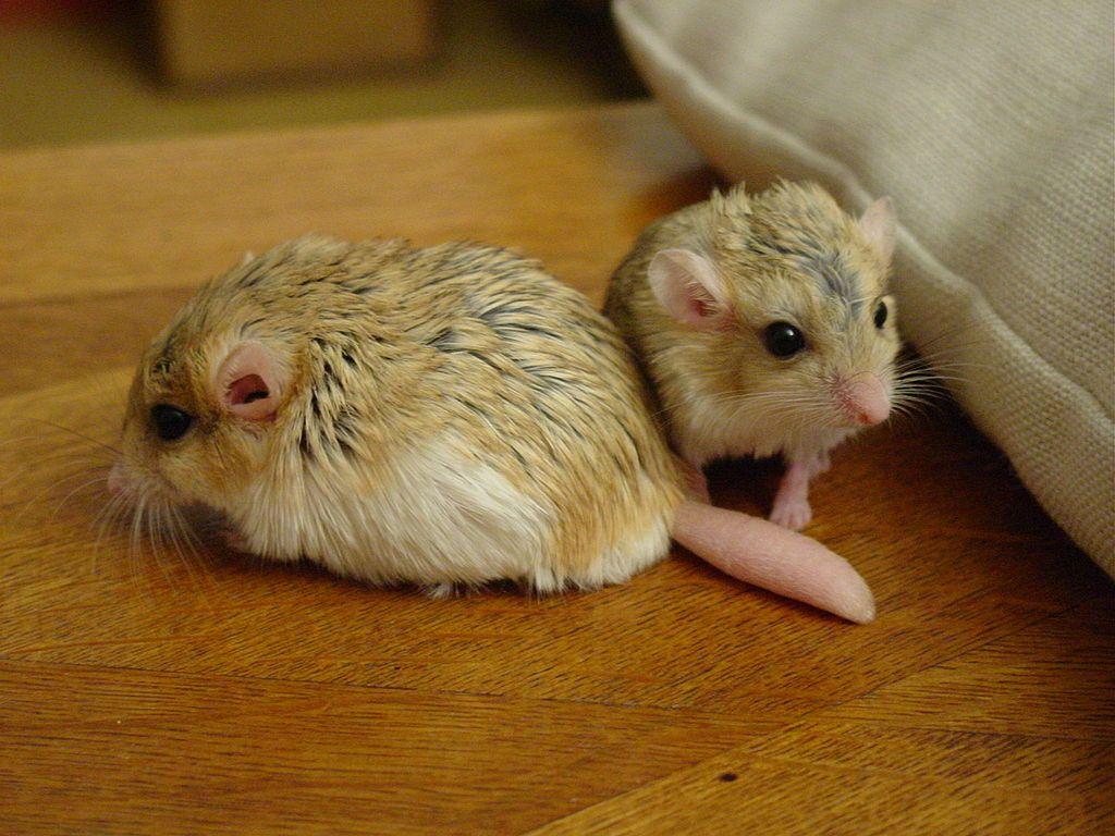 1024x768 Fat Tailed Gerbil Radio Magazine