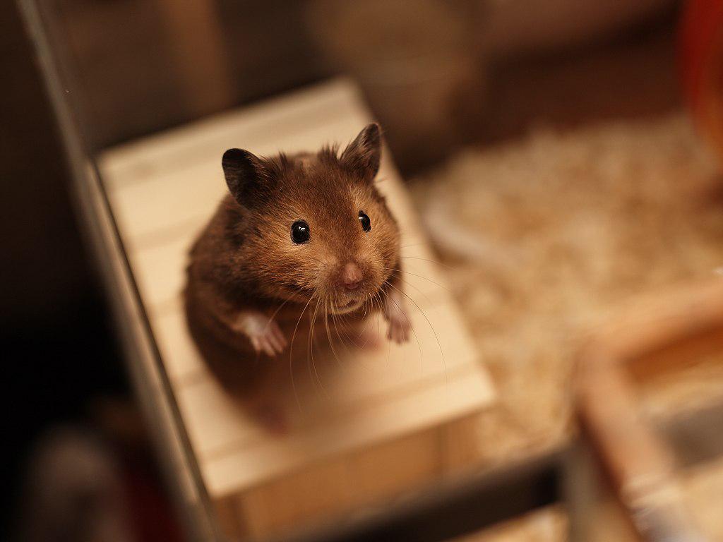 1024x768 cute wallpaper image, gerbil, hamster, mouse, rat, muroidea