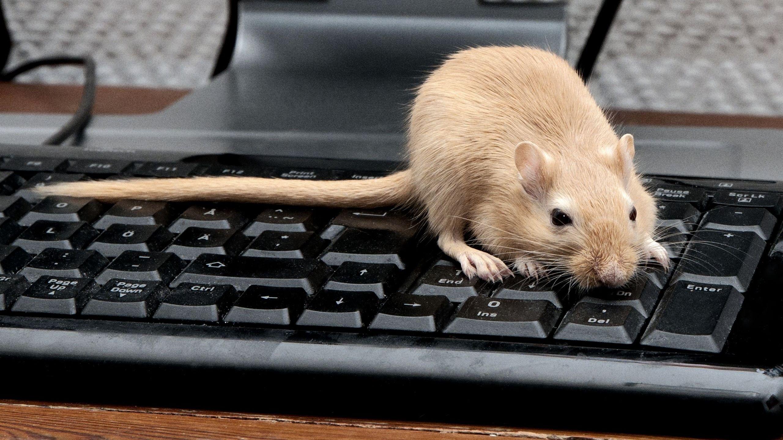 2560x1440 Download wallpaper 2560x1440 mouse, rat, keyboard, climb, rodent widescreen 16:9 HD background