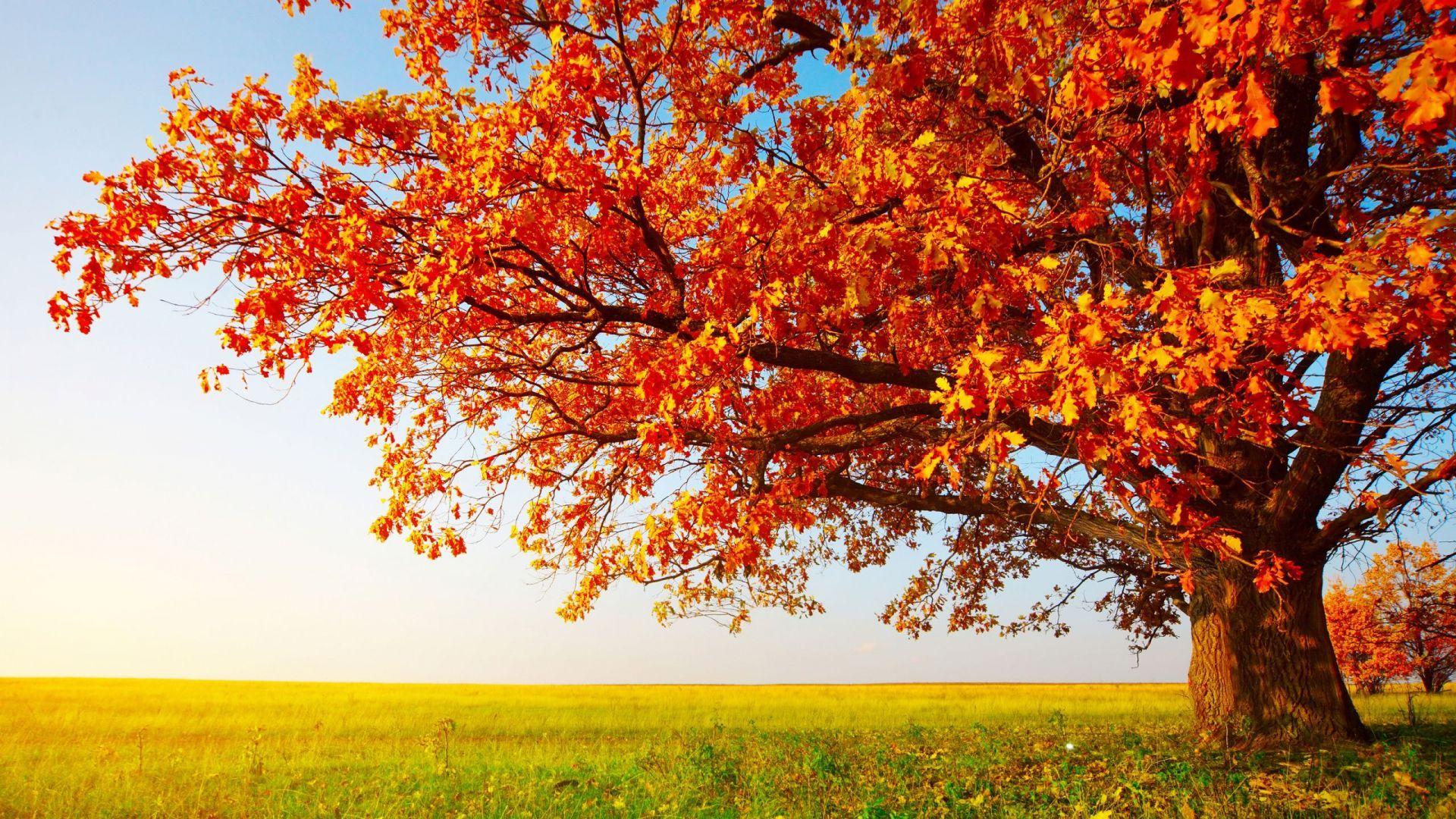 1920x1080 Calm Autumn Wallpaper