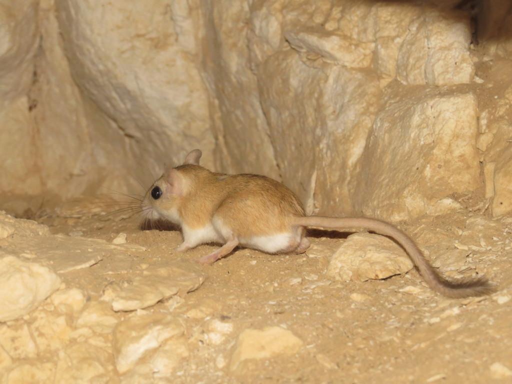 1024x768 Lesser Egyptian Gerbil (Smaller Mammals of the W Palearctic) · iNaturalist