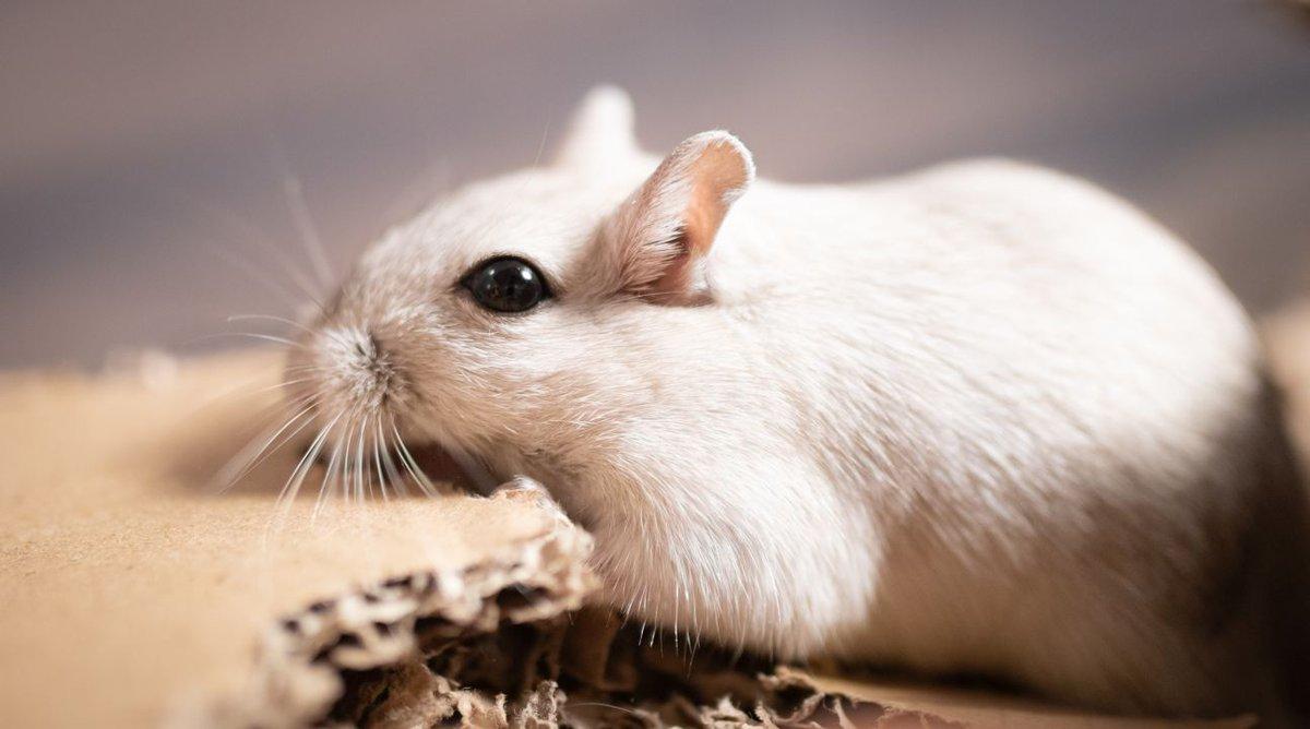 Gerbil Wallpapers - Top Free Gerbil Backgrounds - WallpaperAccess