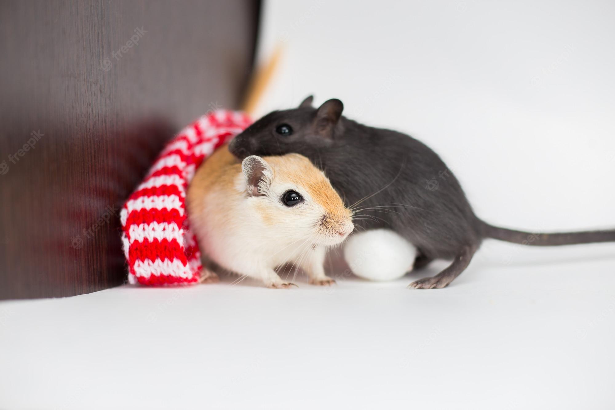 Gerbil Wallpapers - Top Free Gerbil Backgrounds - WallpaperAccess