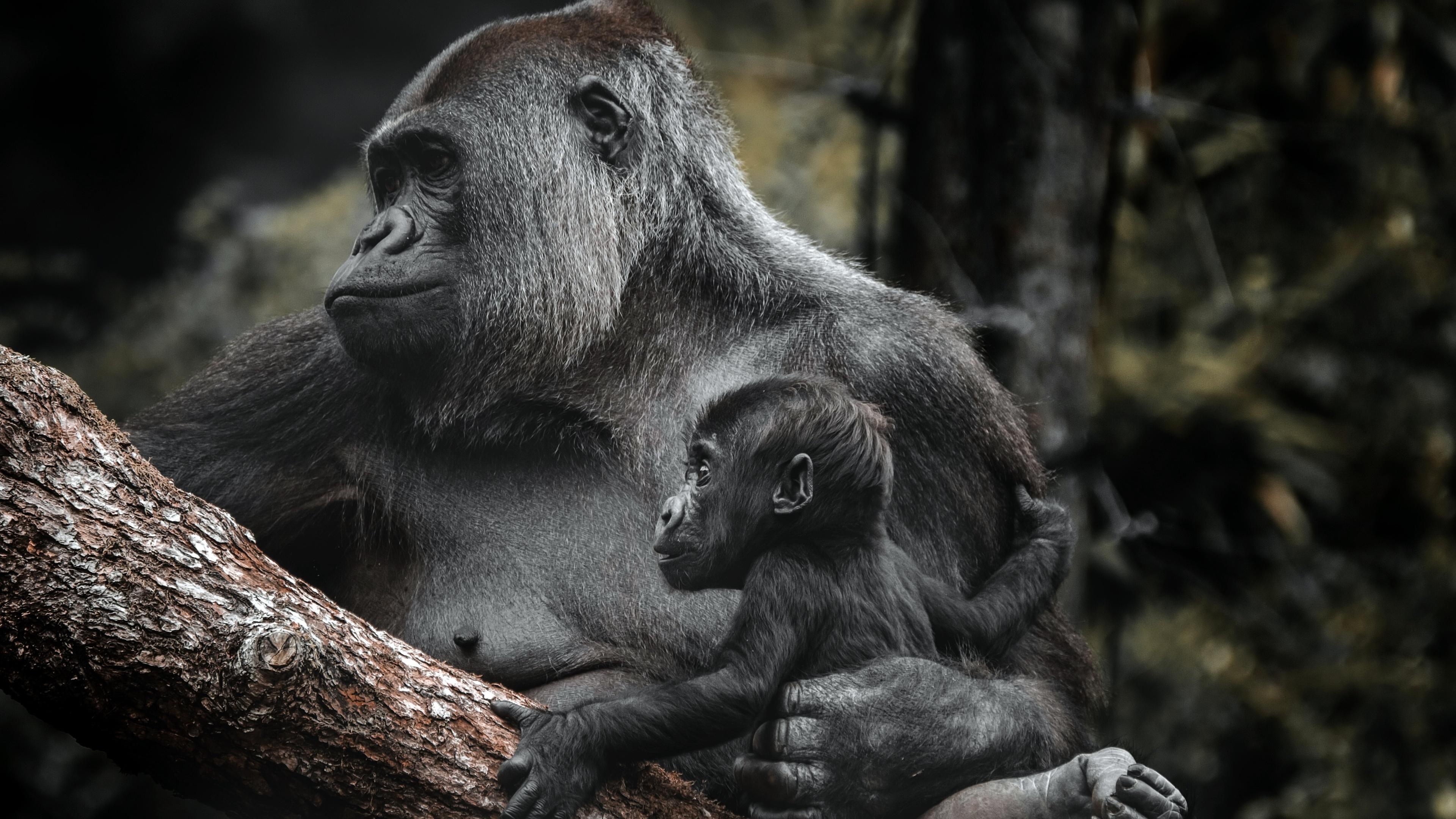3840x2160 Gorilla 4k Ultra HD Wallpaper