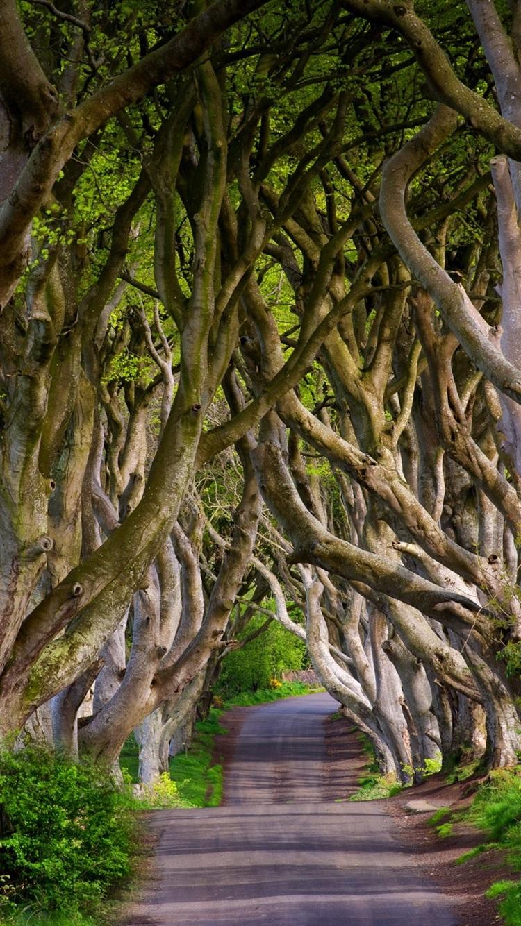 750x1334 iPhone Wallpaper England, Northern Ireland, Dark Hedges, Hedges Wallpaper Phone