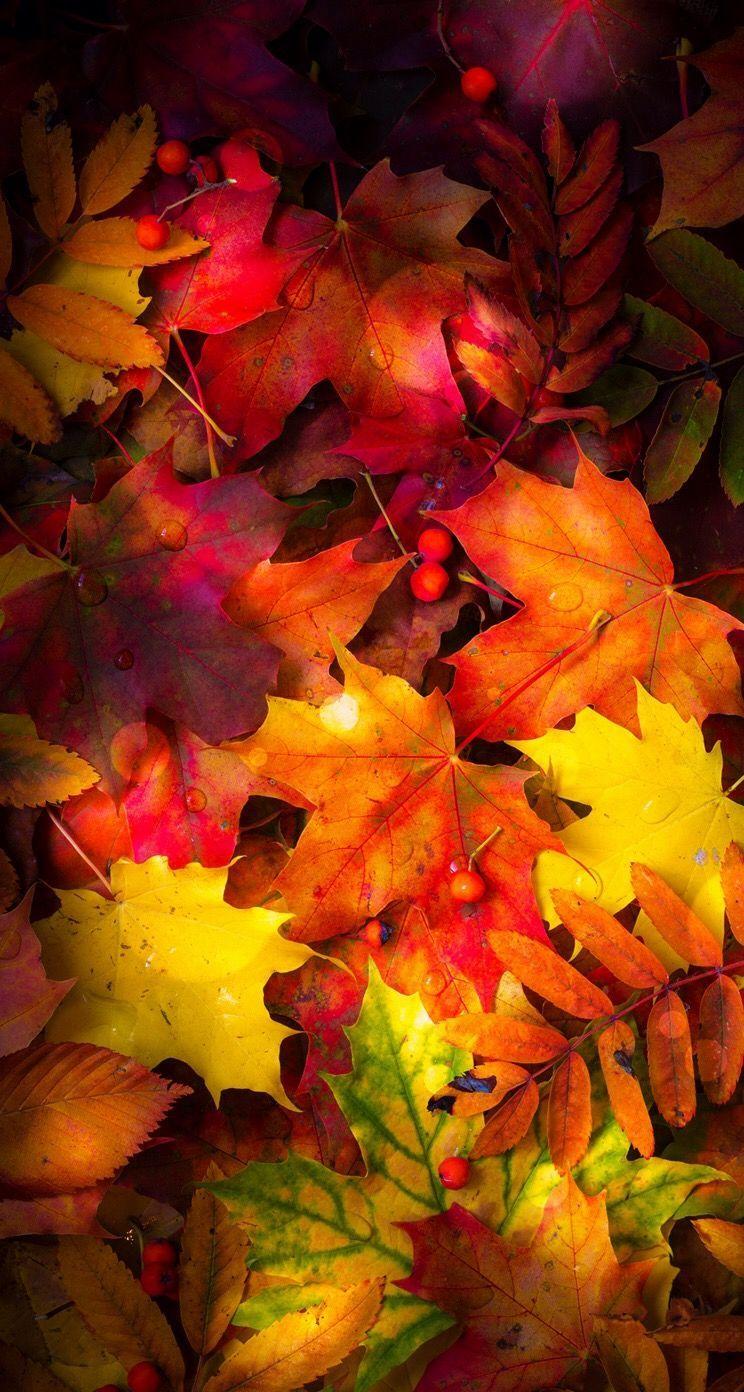 Colors colorful leaves background wallpapers wallpaper | 3840x2160 | 631048  | WallpaperUP