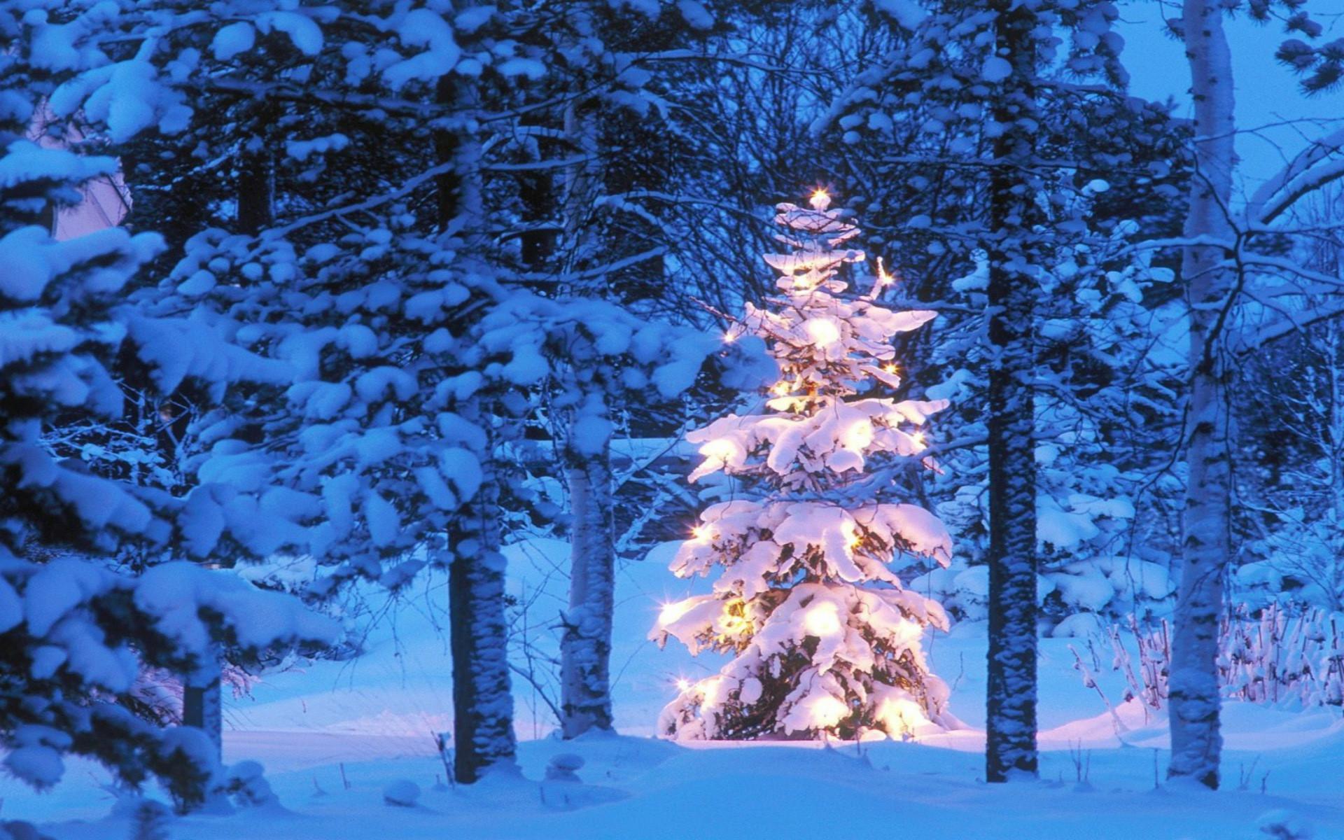 Blue Christmas Tree Desktop Wallpapers - Top Free Blue Christmas Tree ...