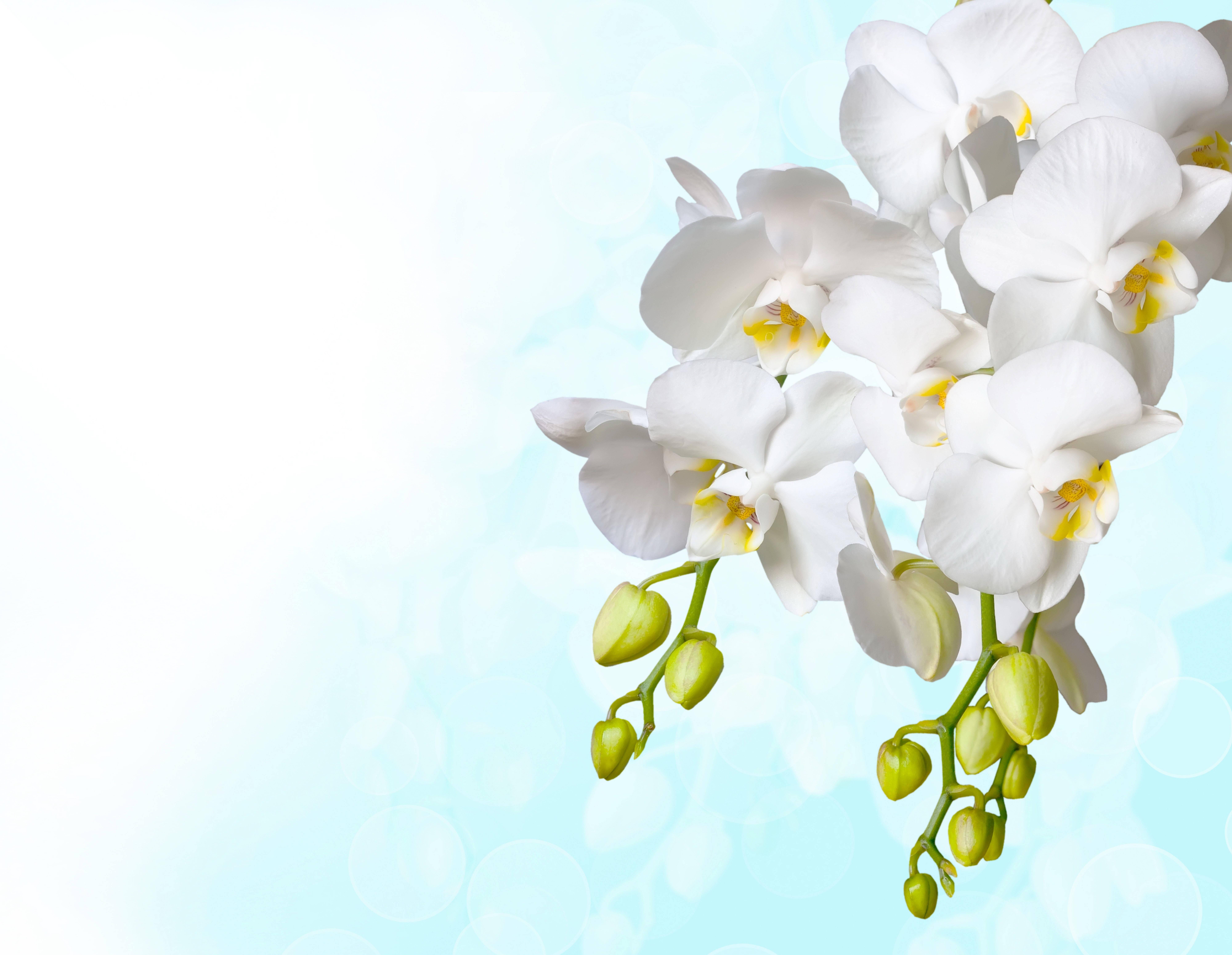8000x6200 Download Synthetic White Orchid Wallpaper