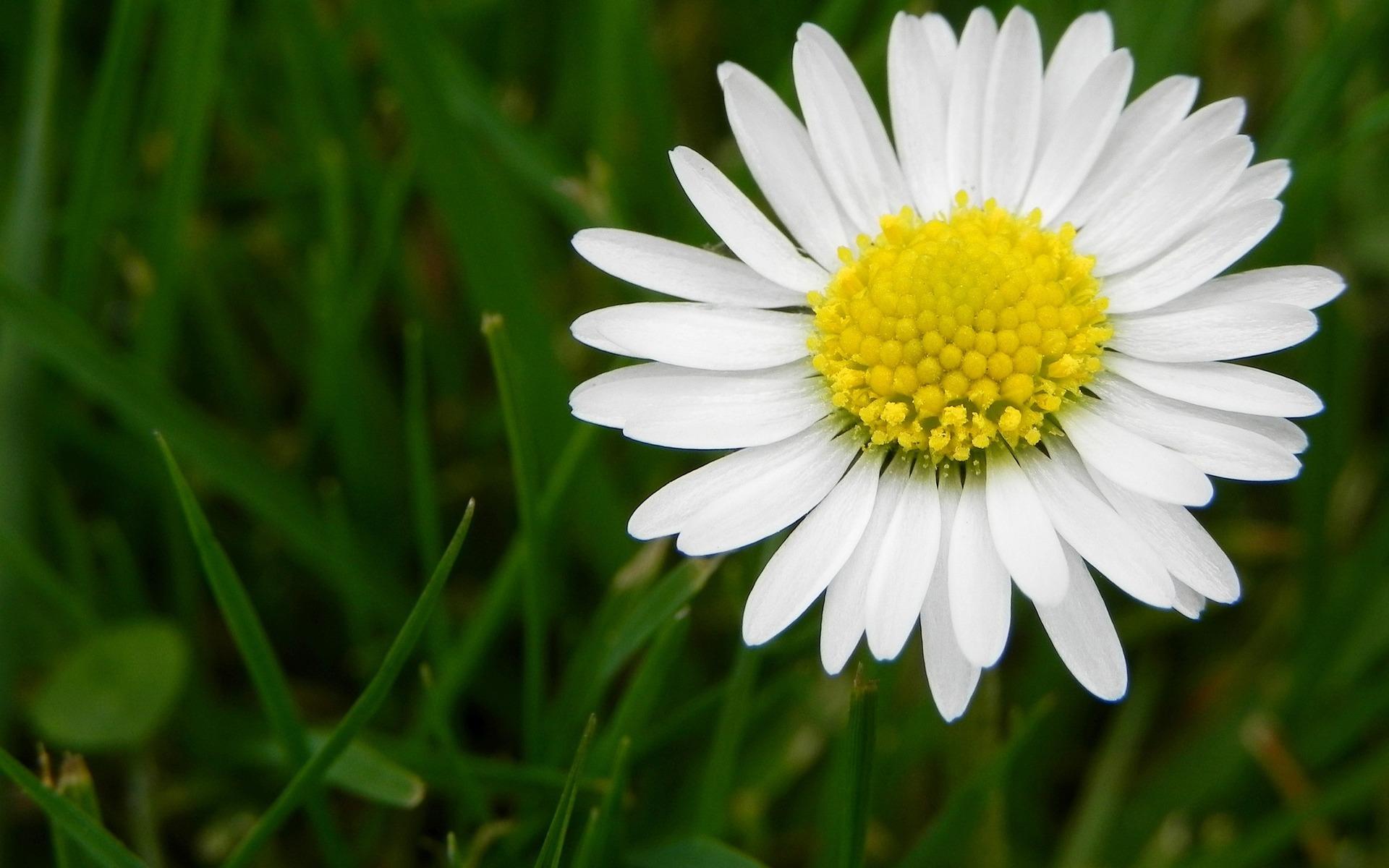 1920x1200 HD Daisy Wallpaper