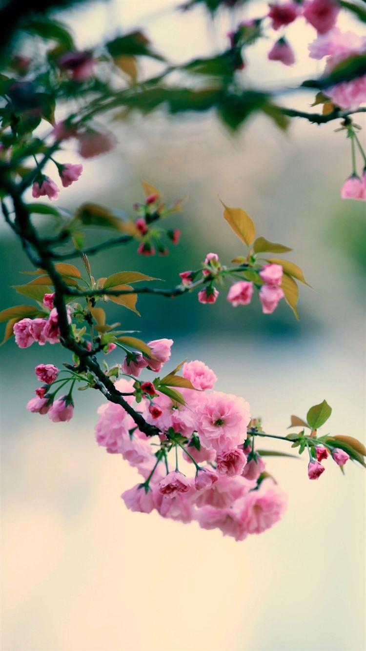 750x1334 Best Spring iPhone 8 HD Wallpaper