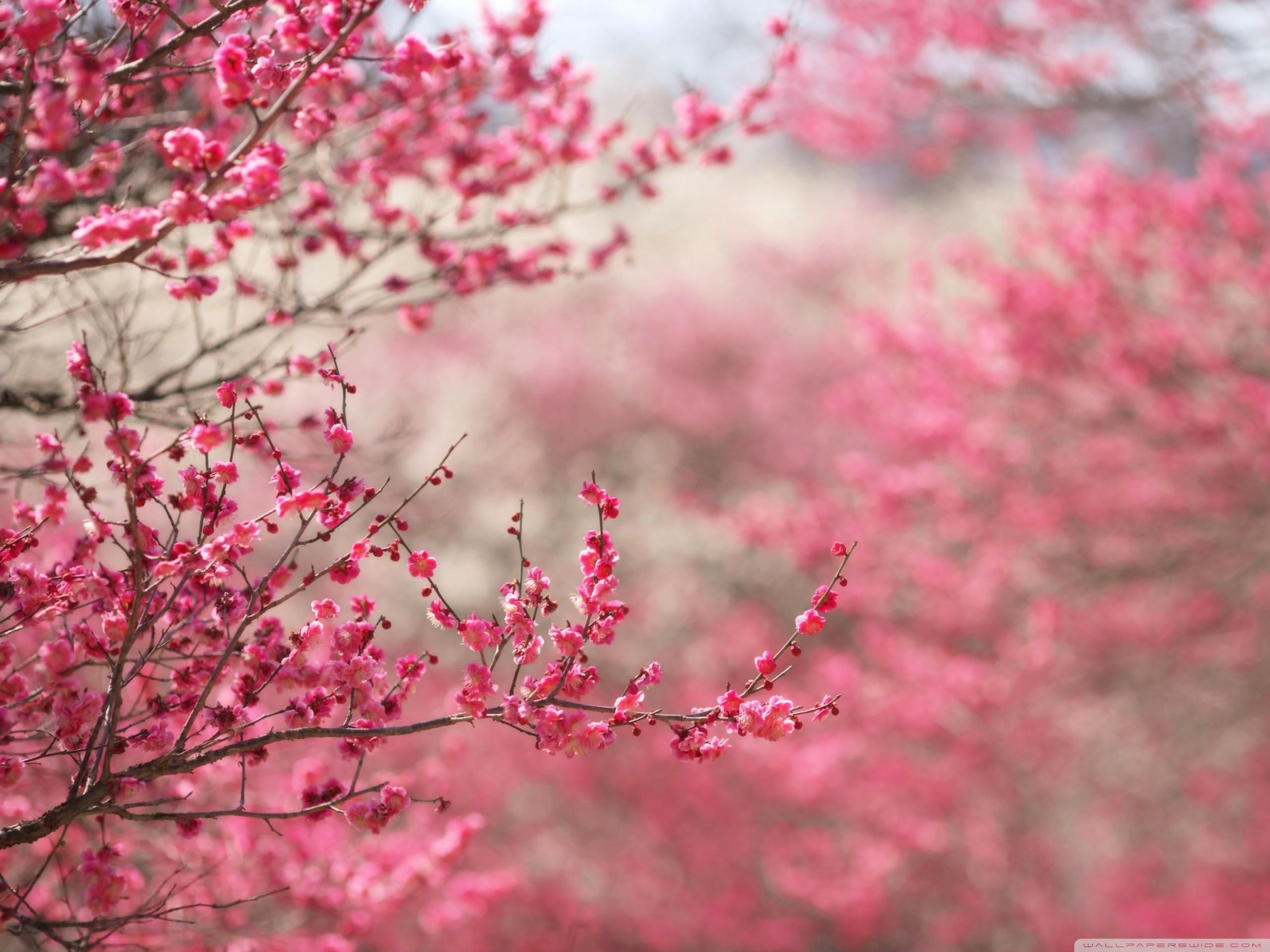 2560x1920 Spring Wallpaper