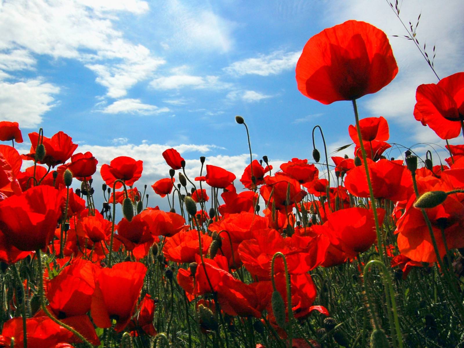 Poppy Flowers HD Flowers 4k Wallpapers Images Backgrounds Photos and  Pictures