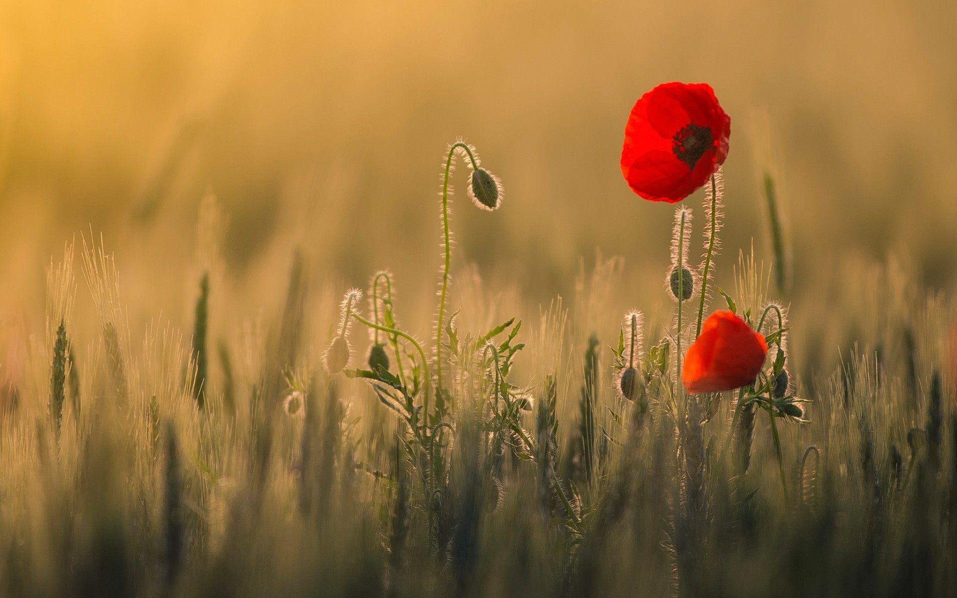 Poppy Flower Computer Wallpapers - Top Free Poppy Flower Computer