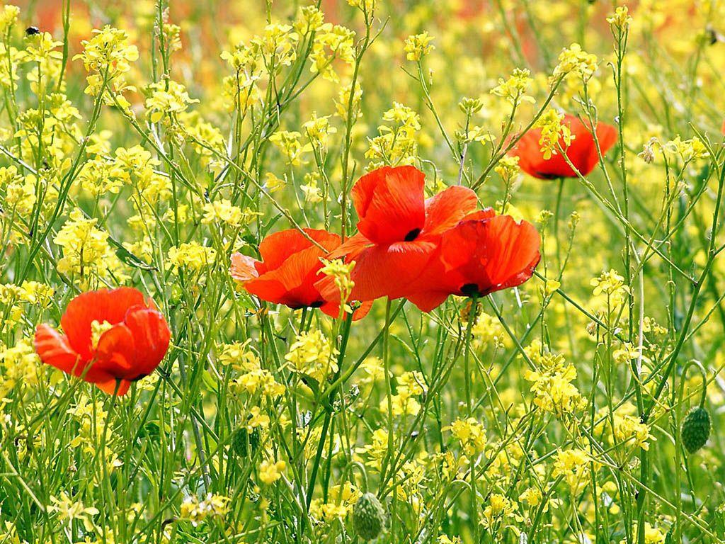 1024x768 poppies wallpaper for computer