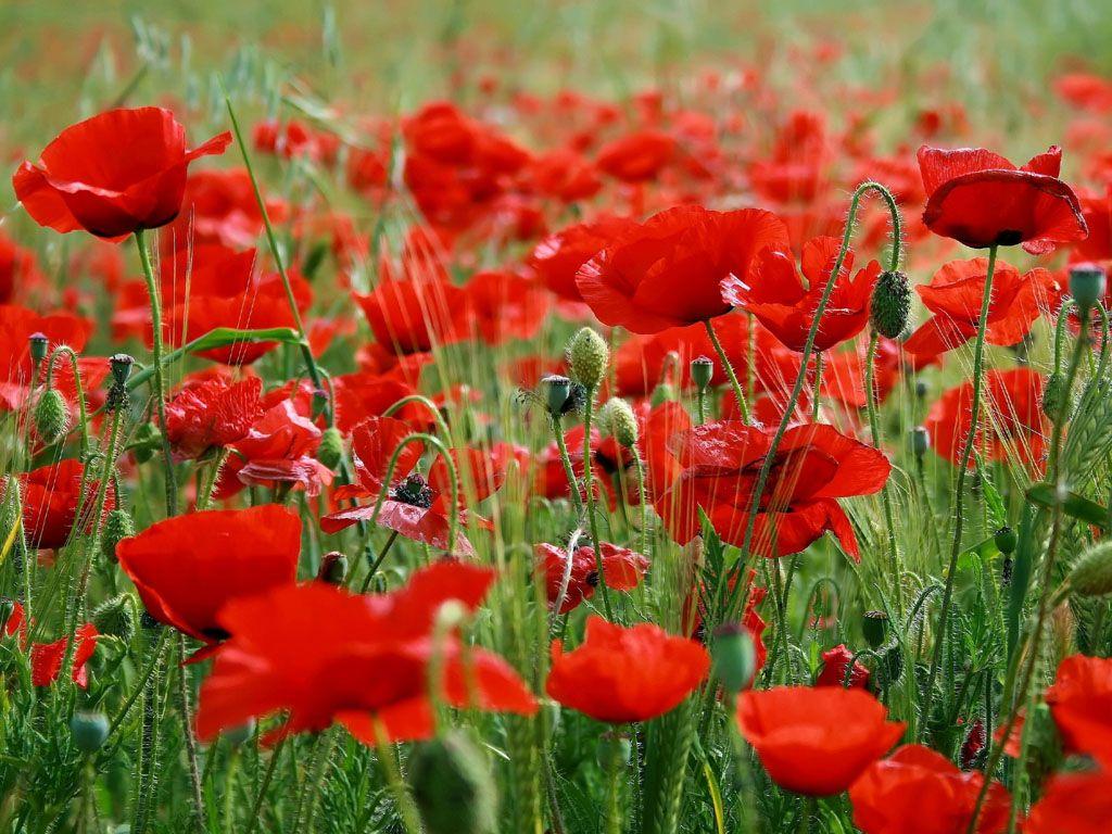 1024x768 wallpaper: Poppy Flowers Desktop Wallpaper