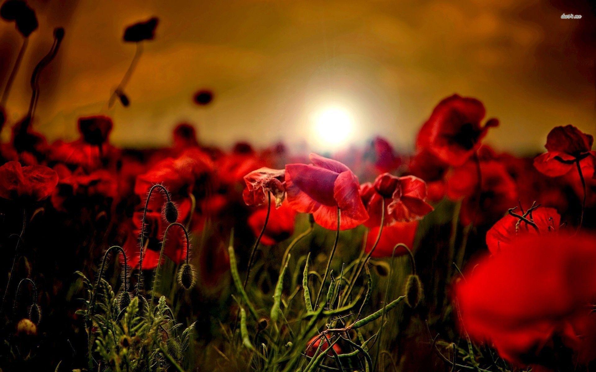 1920x1200 Remembrance Day Wallpaper Wallpaper 1024×768 Poppy Wallpaper 46