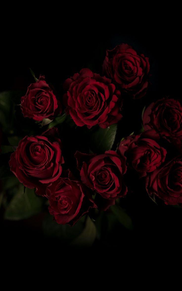 Dark Red Rose Iphone Wallpapers - Top Free Dark Red Rose Iphone 