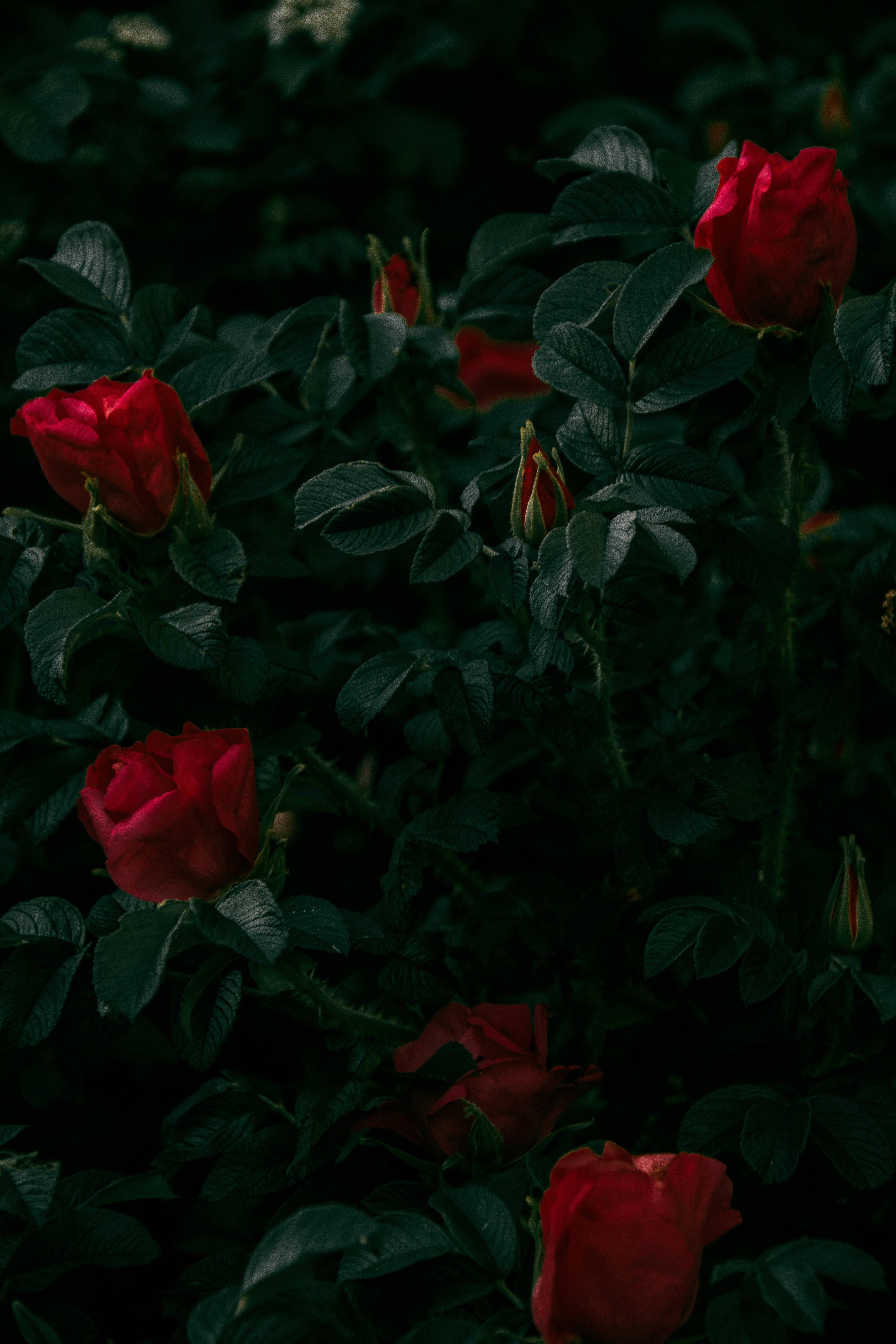 Dark Red Rose iPhone Wallpapers - Top Free Dark Red Rose iPhone ...