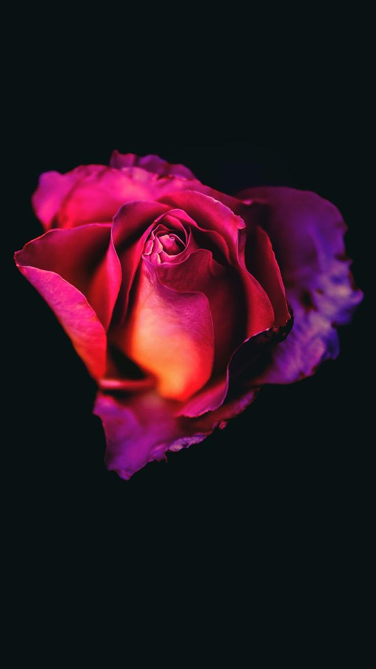 Dark Red Rose iPhone Wallpapers Top Free Dark Red Rose iPhone