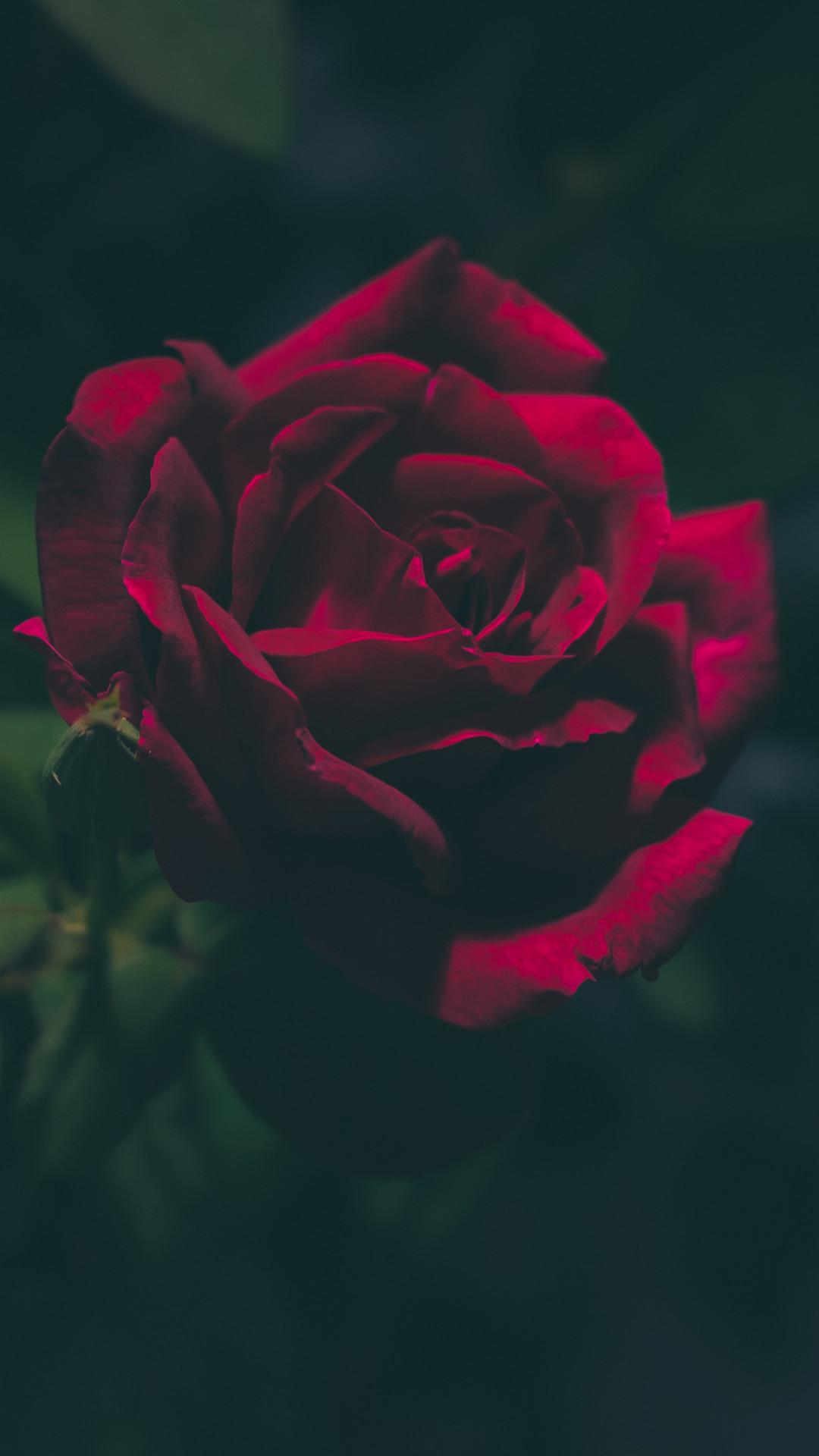 Dark Red Rose iPhone Wallpapers - Top Free Dark Red Rose iPhone