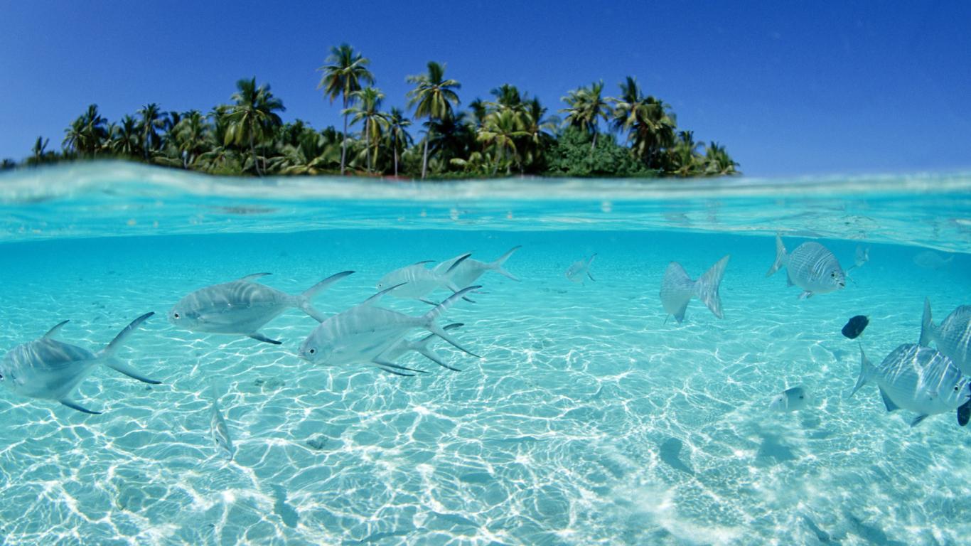 1366x768 Free download hawaii wallpaper sea HD desktop wallpaper Desktop Wallpaper Pc [1728x1080] for your Desktop, Mobile & Tablet. Explore Computer Wallpaper Background Hawaii. Hawaiian Wallpaper for Computer
