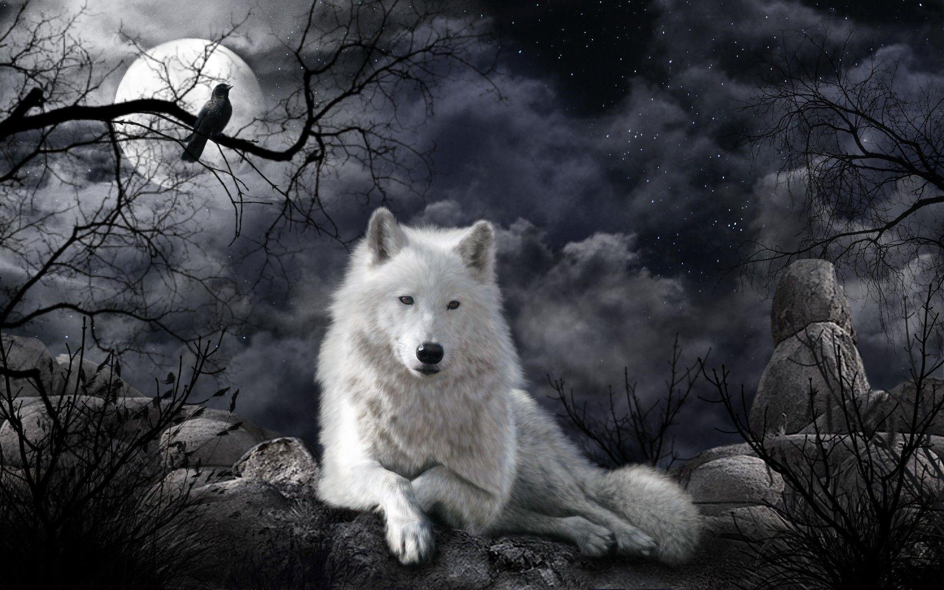 1920x1200 wolf wallpaper. Fantasy wolf, Wolf spirit animal, White wolf