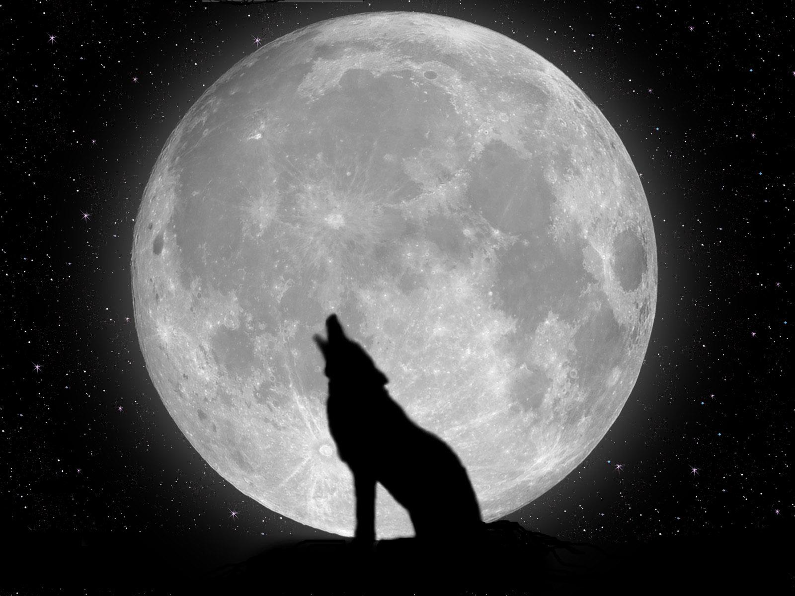 1600x1200 Black Wolf Moon