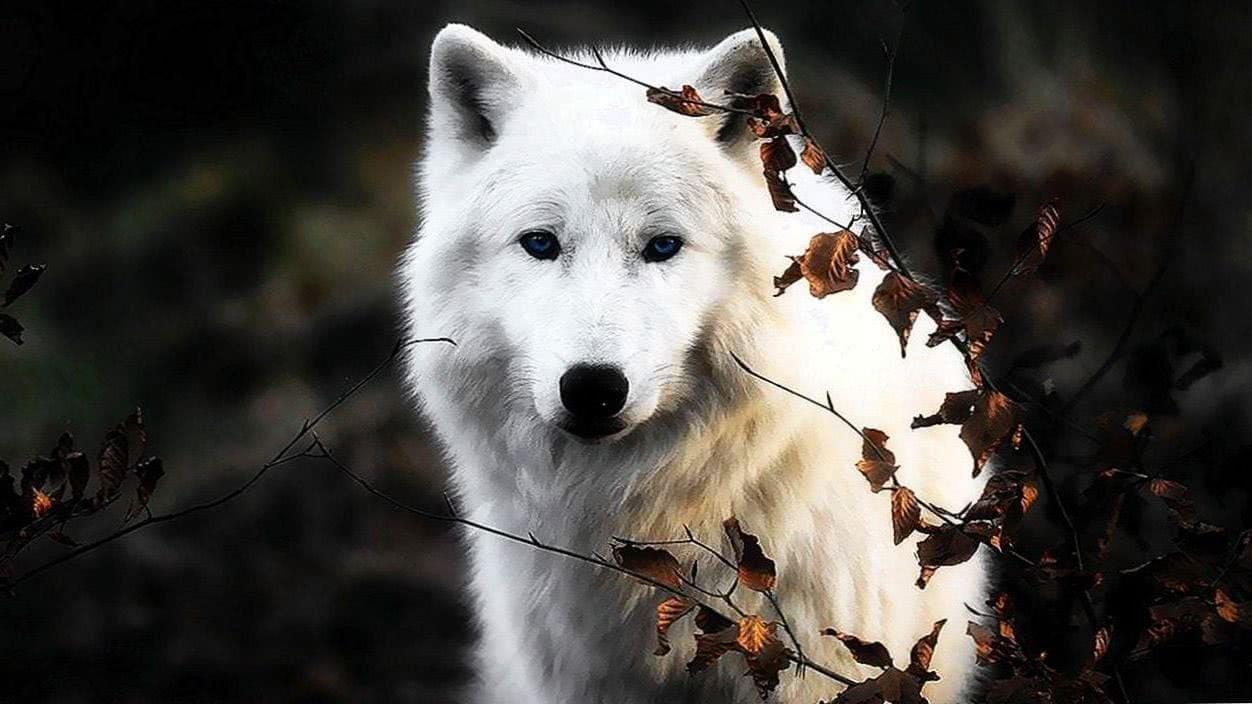 1252x704 Wallpaper Of White Wolf Background Image