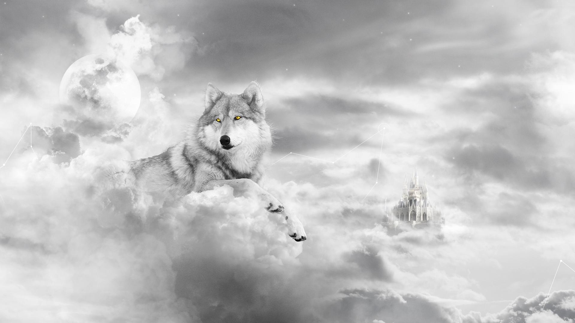 1920x1080 Full HD wolf wallpaper
