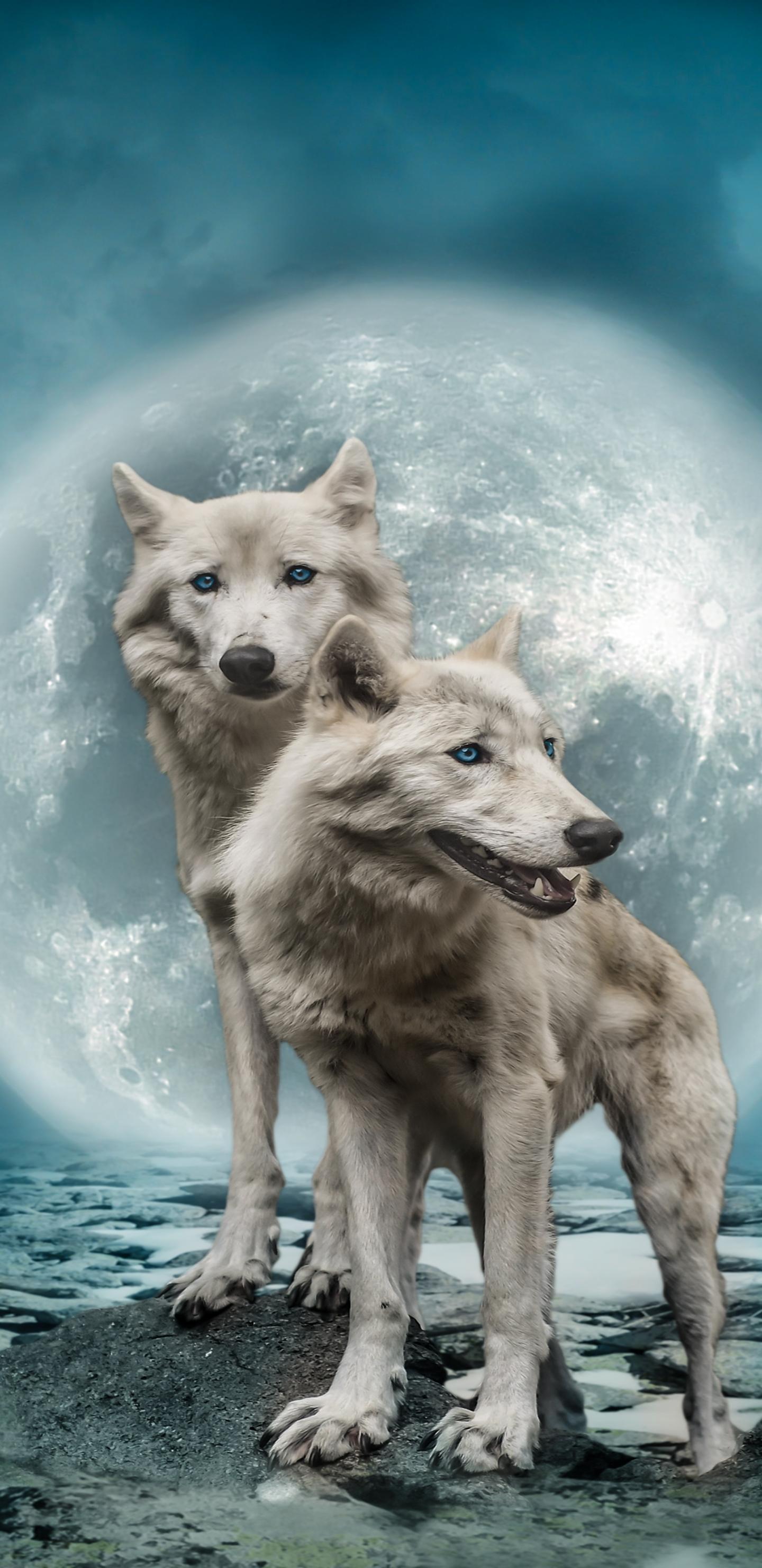 1440x2960 White Wolves In The Full Moon By Myriams Fotos
