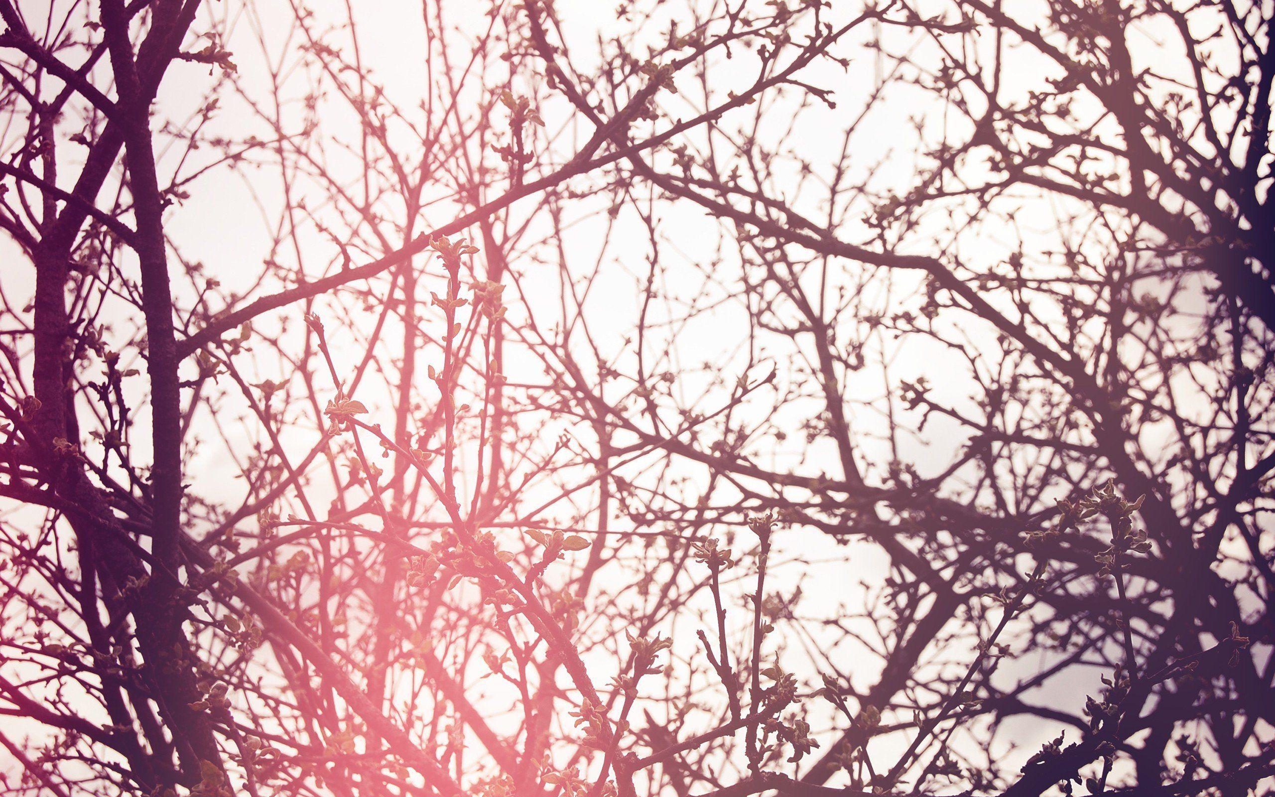 2560x1600 windows wallpaper, zen, bamboos, mac wallpaper, amazing, colored peace