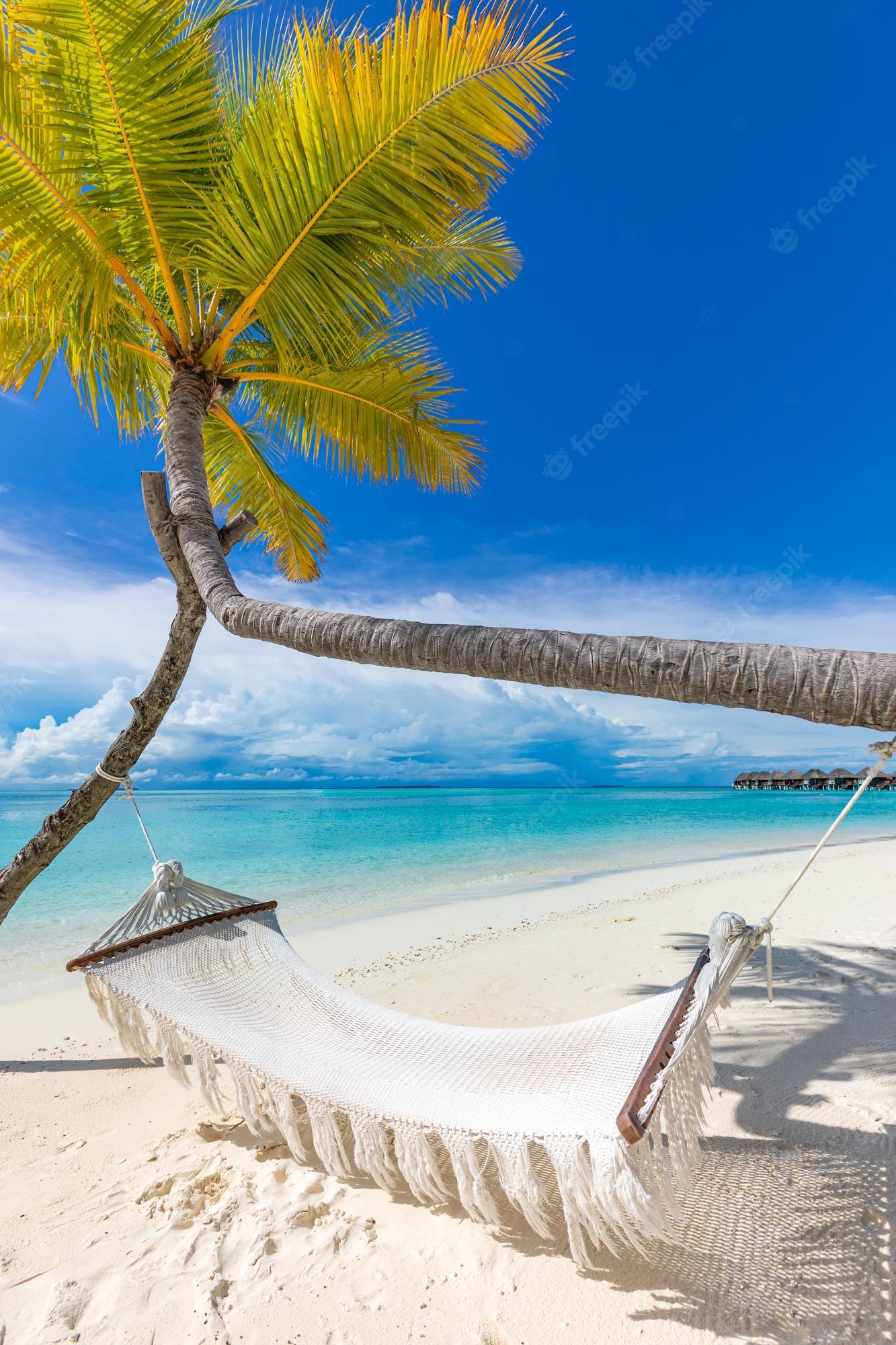 1333x2000 Premium Photo. Relax hammock on a palm tree. amazing leisure beach vacation summer holiday. luxury travel lifestyle