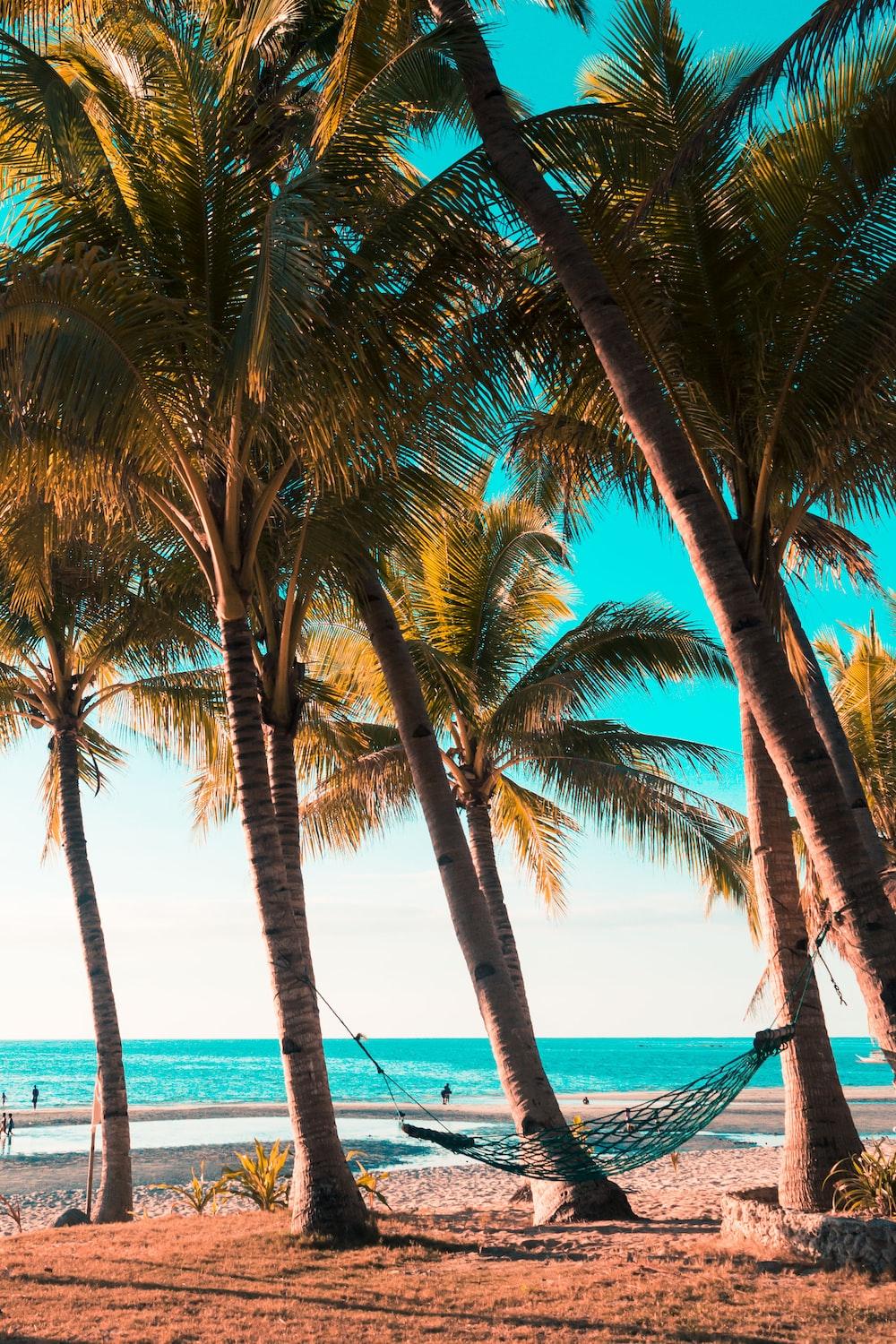 1000x1500 Beach Hammock Picture. Download Free Image