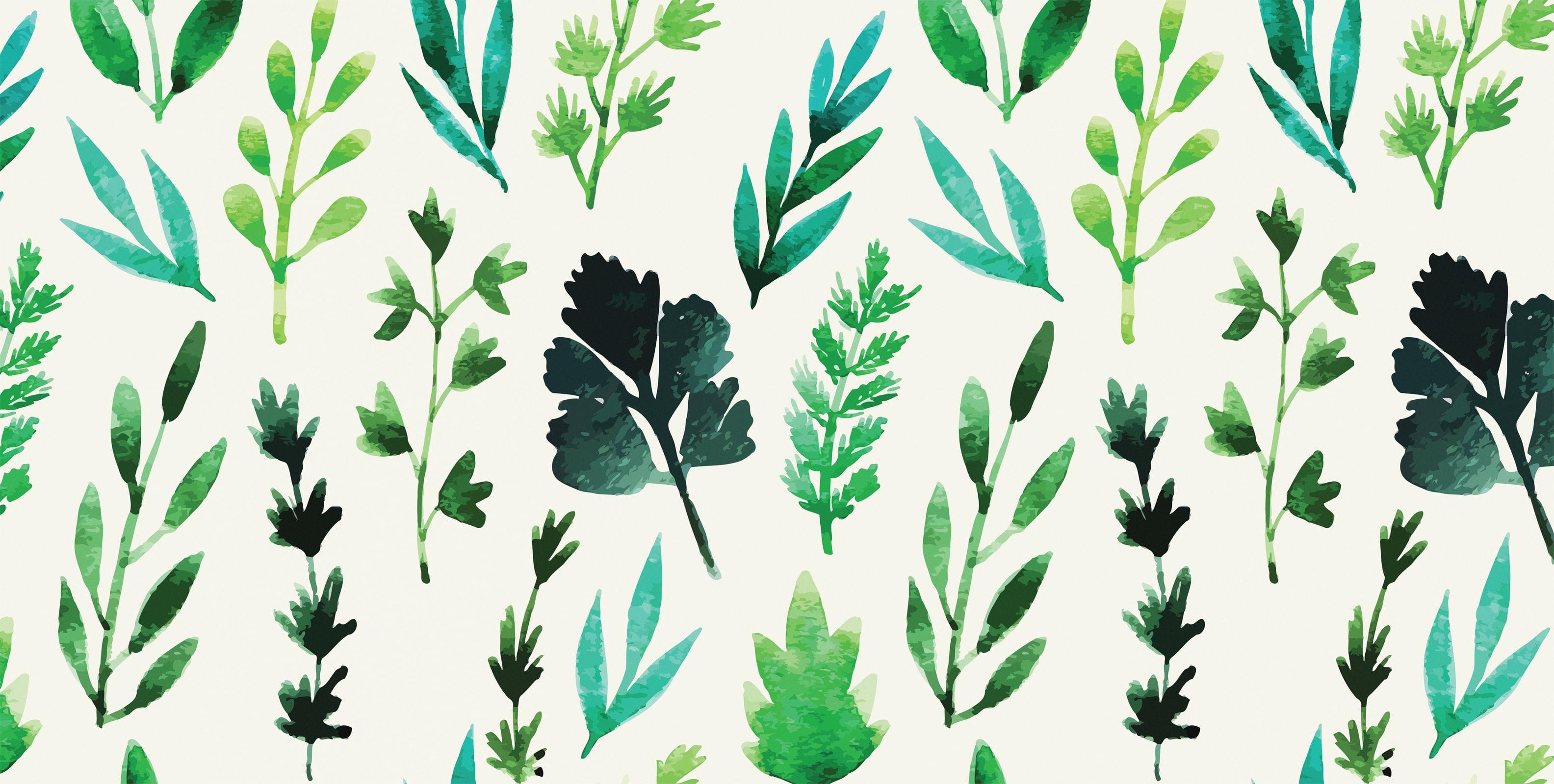 3168x1600 Sprigs of Herb Leaves Wall Mural