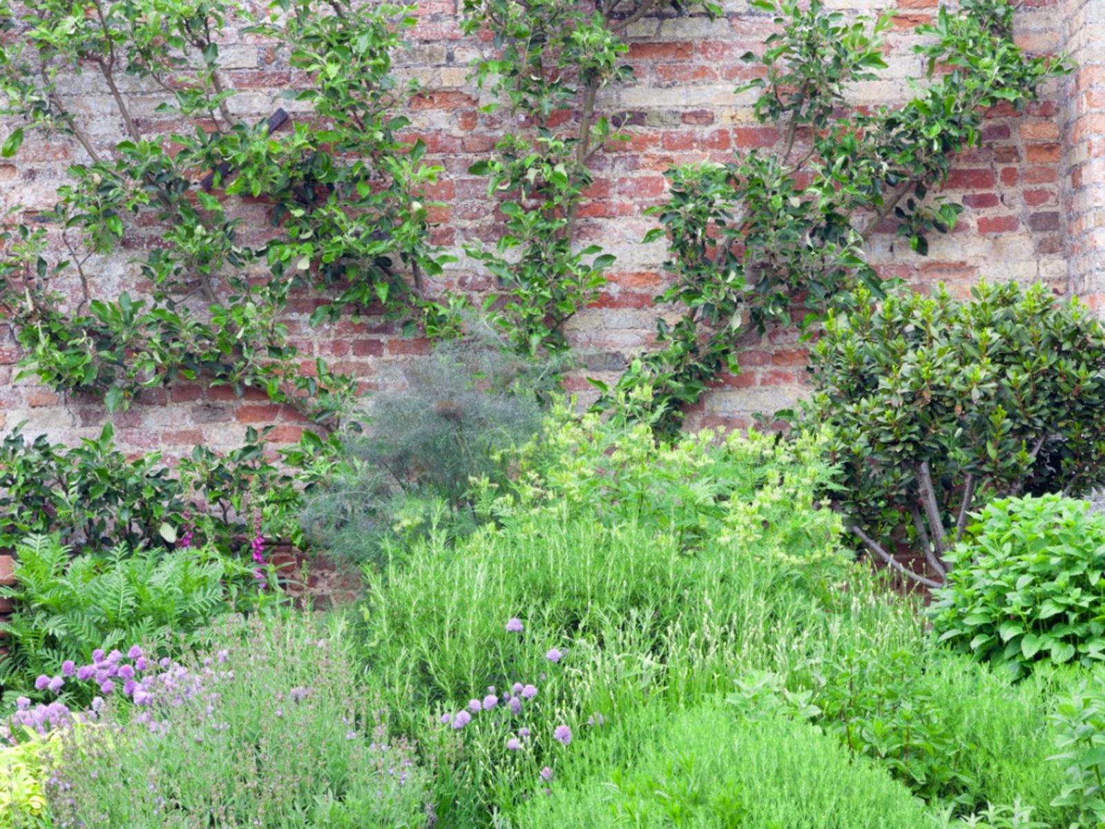 1600x1200 Grow A Victorian Herb Garden: Planting Herbs From The Victorian Era