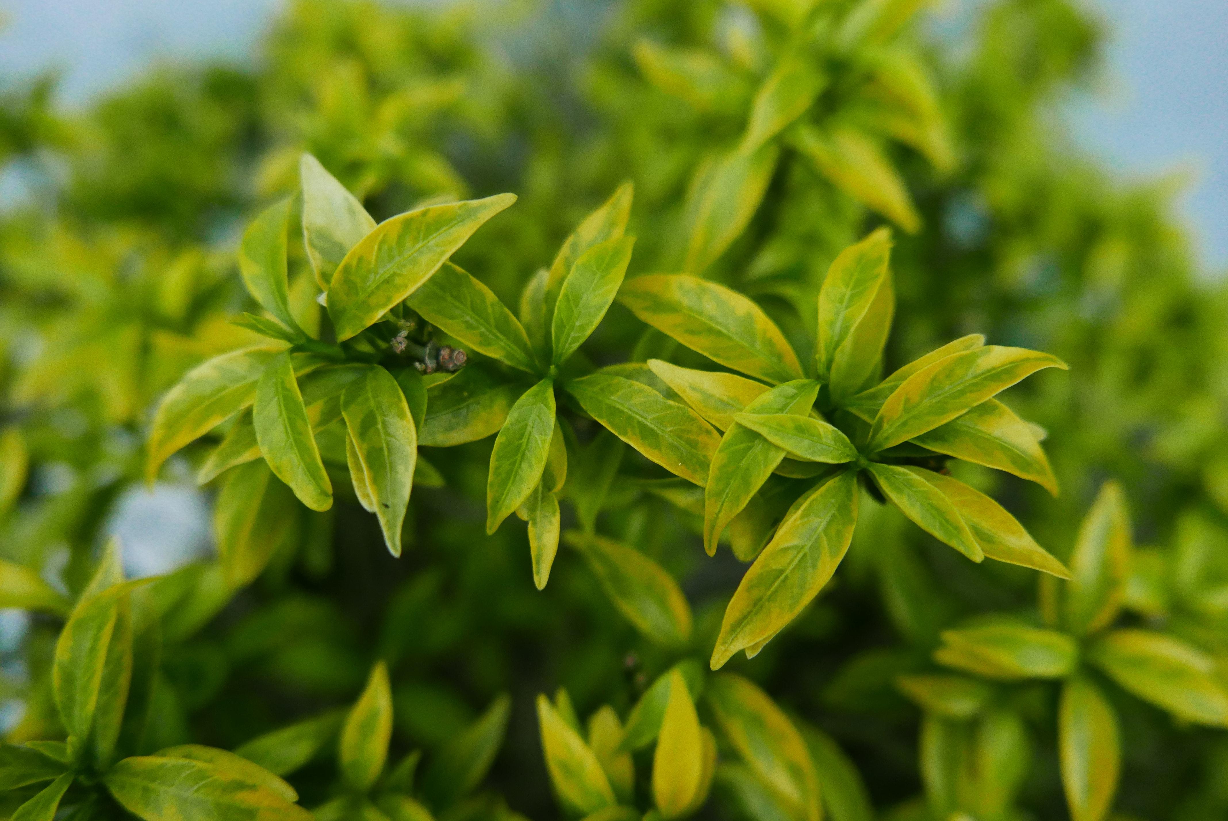 4272x2856 Medicinal Plant Photo, Download Free Medicinal Plant & HD Image