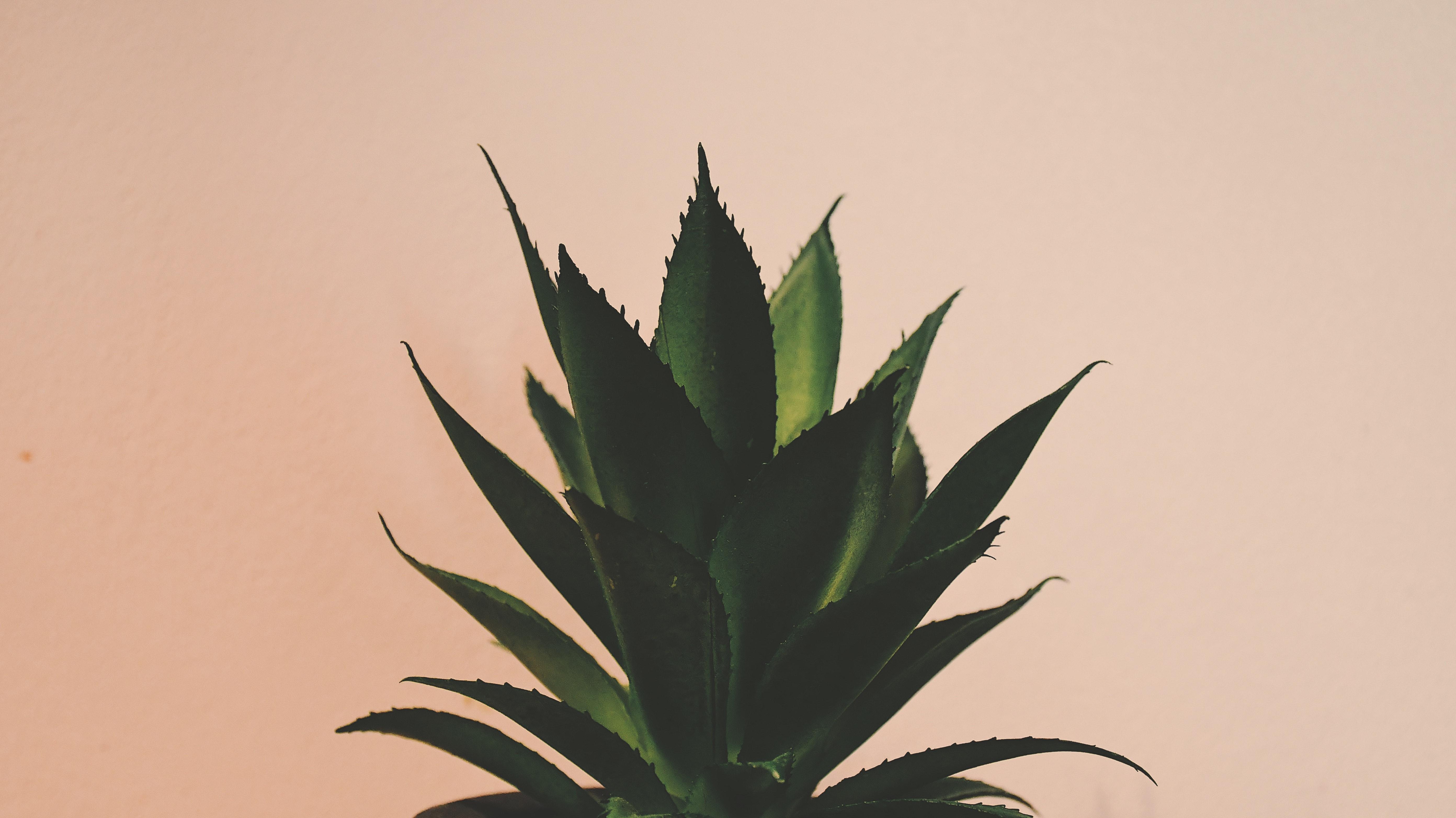 5568x3128 Medicinal Plant Photo, Download Free Medicinal Plant & HD Image