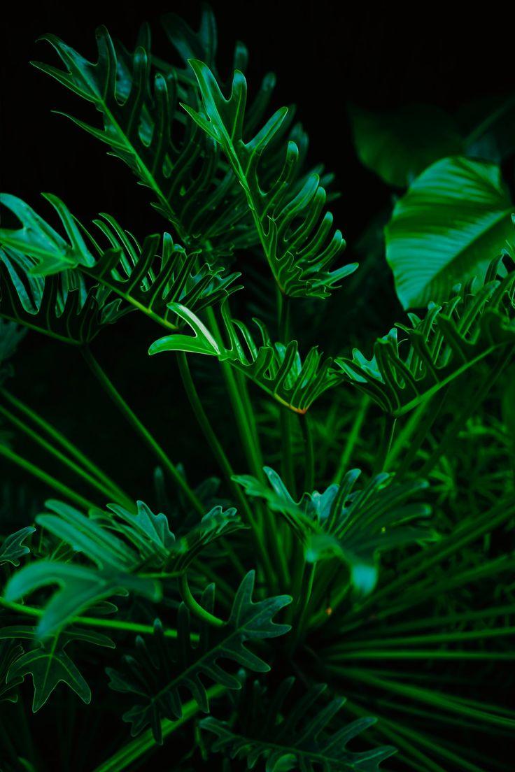 736x1104 Backyard Medicine plants and their uses. Green leaf wallpaper, Plant wallpaper, Leaf wallpaper