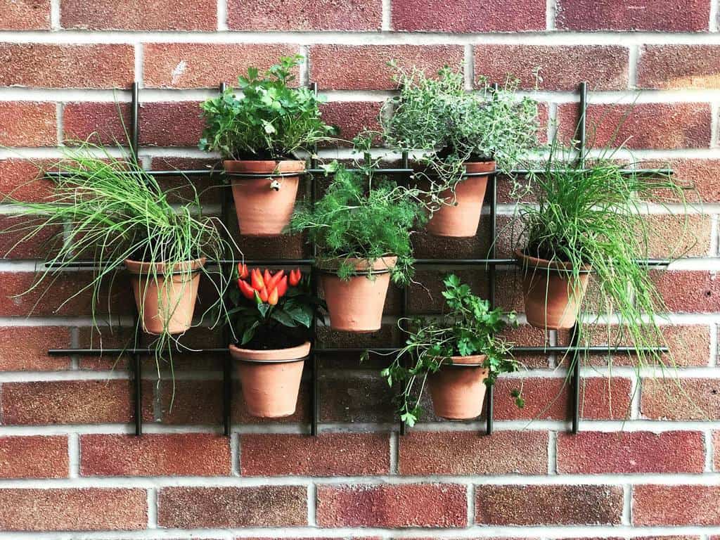 1024x768 The Herb Garden Ideas and Gardening Ideas