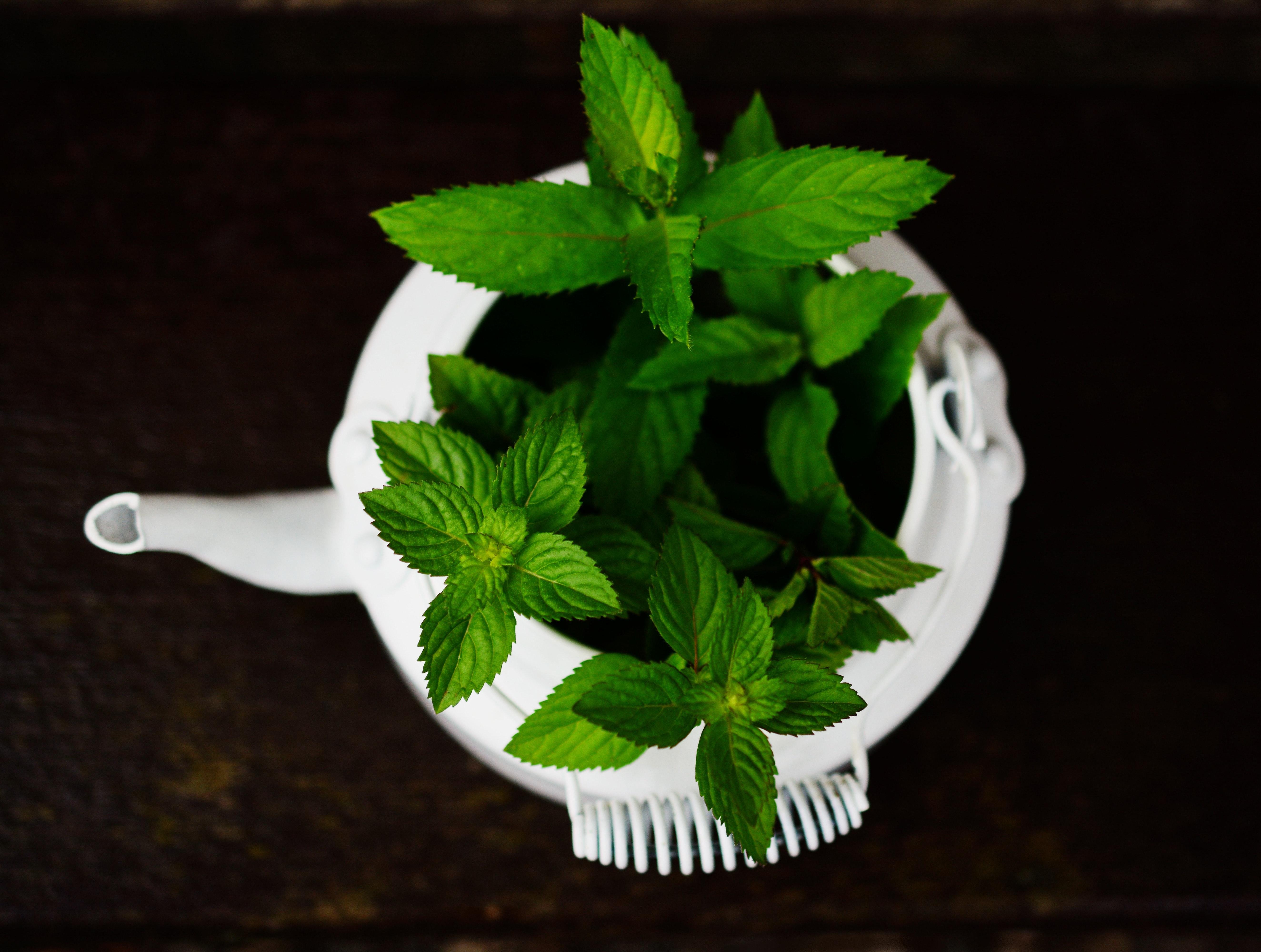 5296x4000 Medicinal Plant Photo, Download Free Medicinal Plant & HD Image