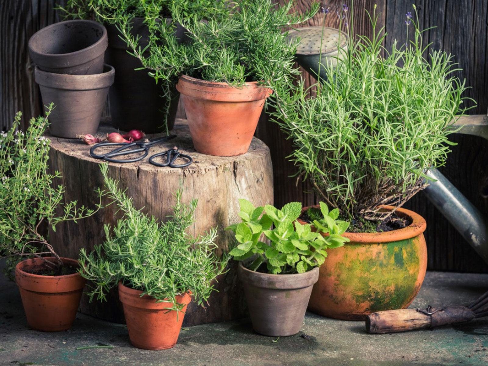 1600x1200 Herb Growing Secrets: Clever Hacks For The Herb Garden