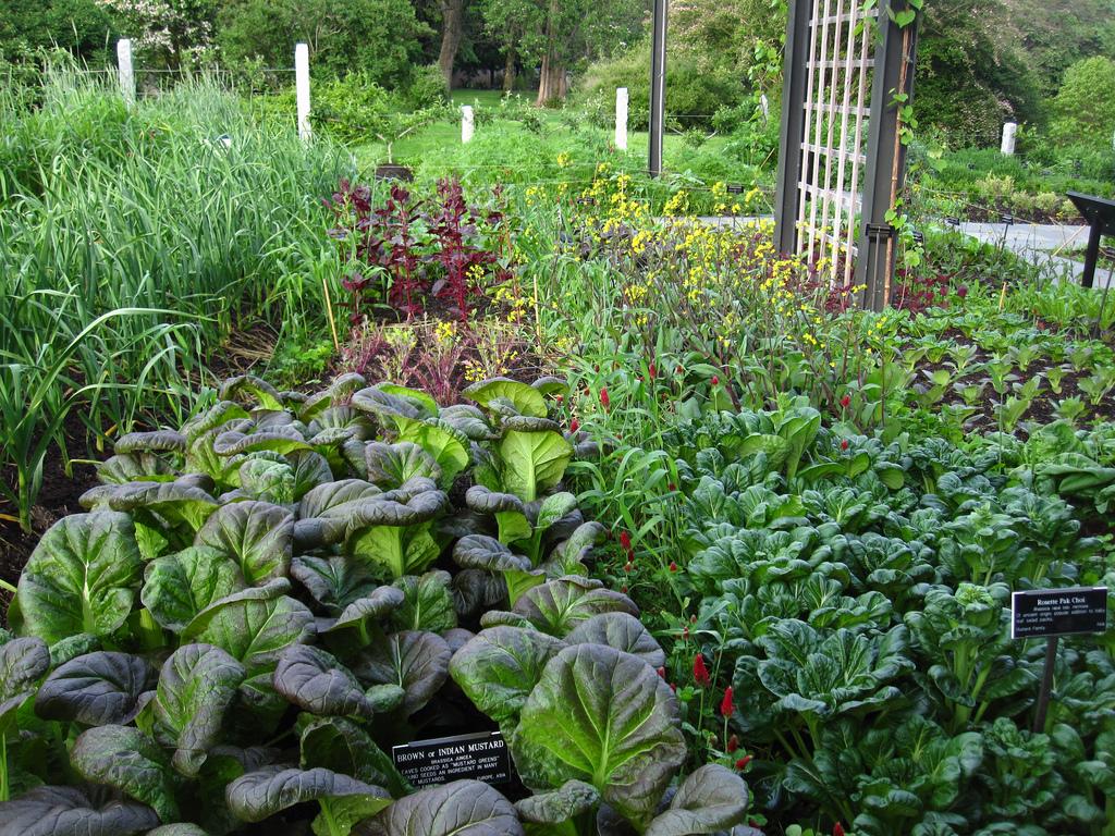 1024x768 Creating Your Own Well Labelled Herb Garden